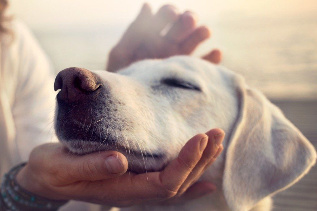 Person petting a white dog, eyes closed, outdoors.