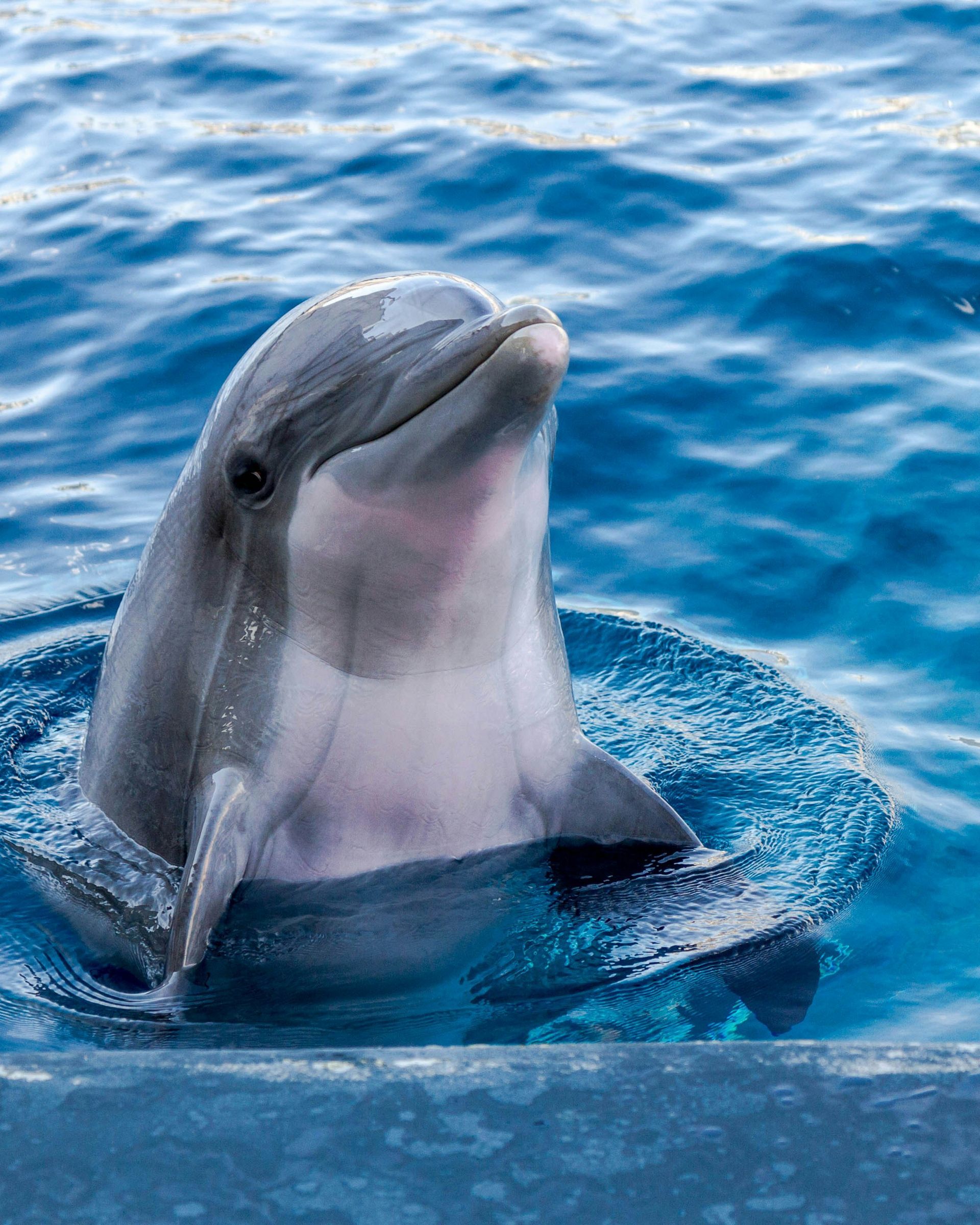 Dolphin seen on the Family boat tour in Miami
