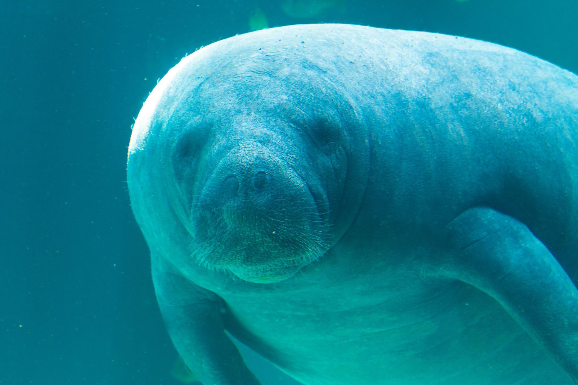 Manatee in Bayside Marina