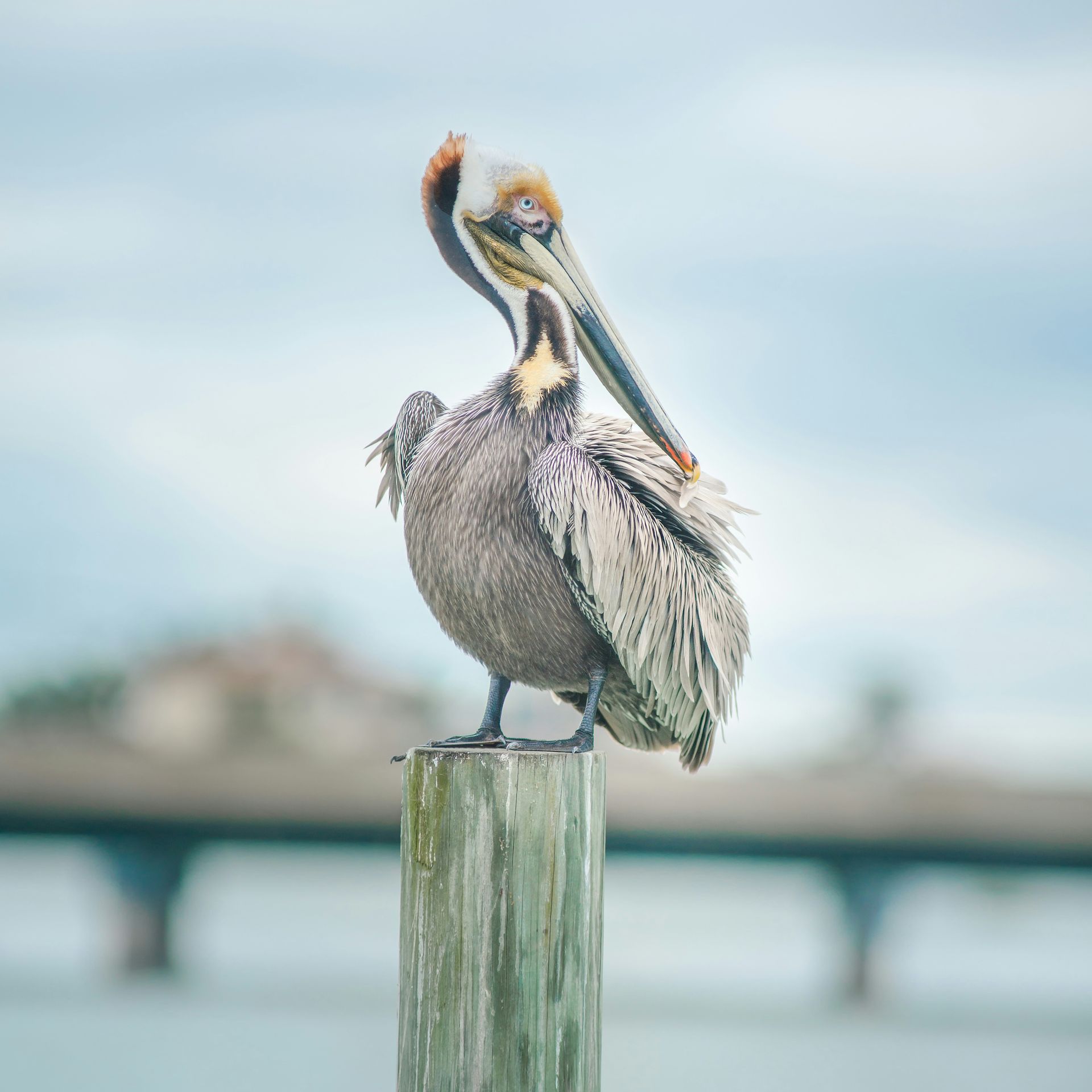 Pelican on the Sightseeing Miami Cruise Dock