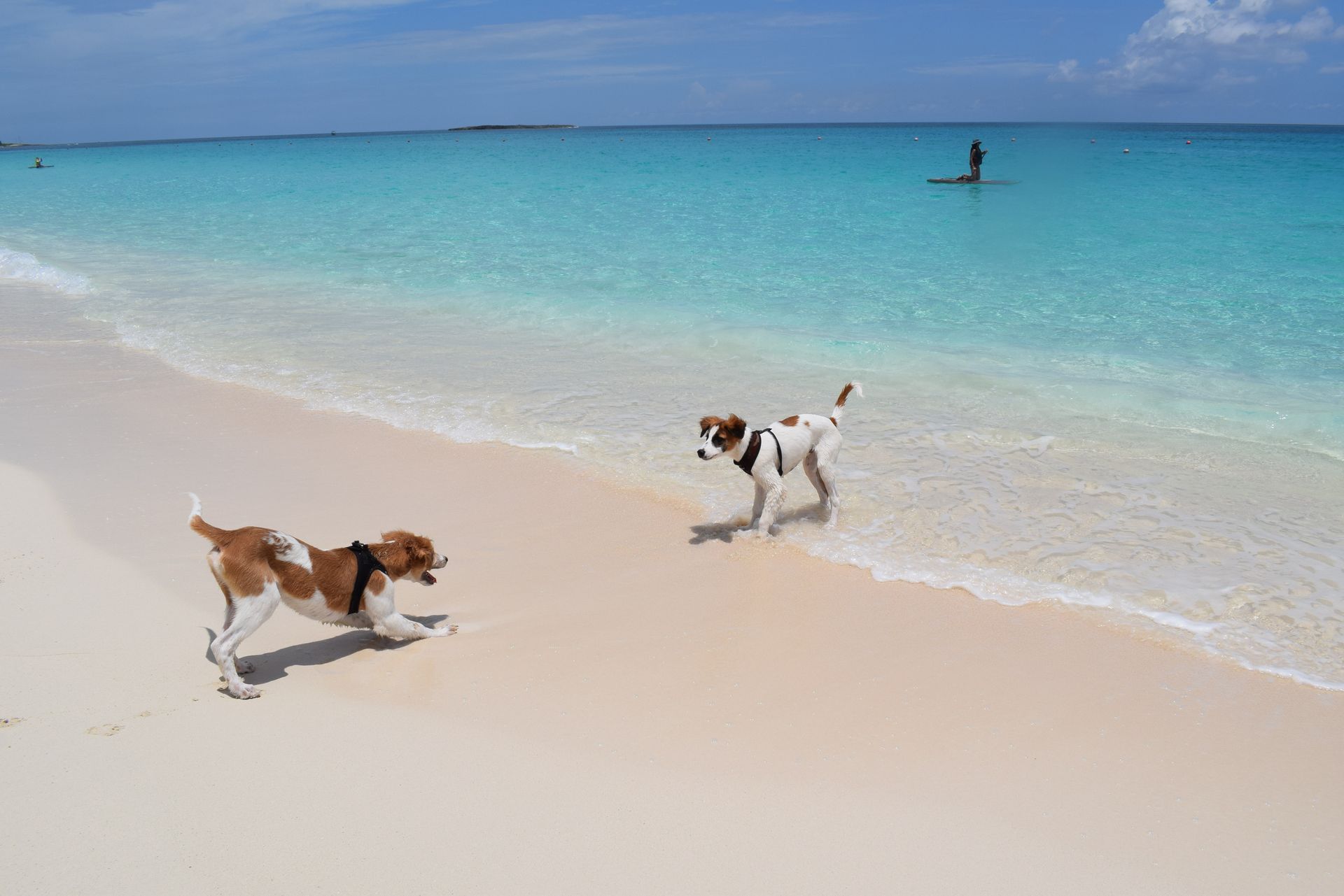 Miami Pet Friendly Beaches