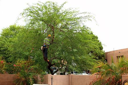 Person trimming a large, leafy tree. Brown wall in foreground, building in background.