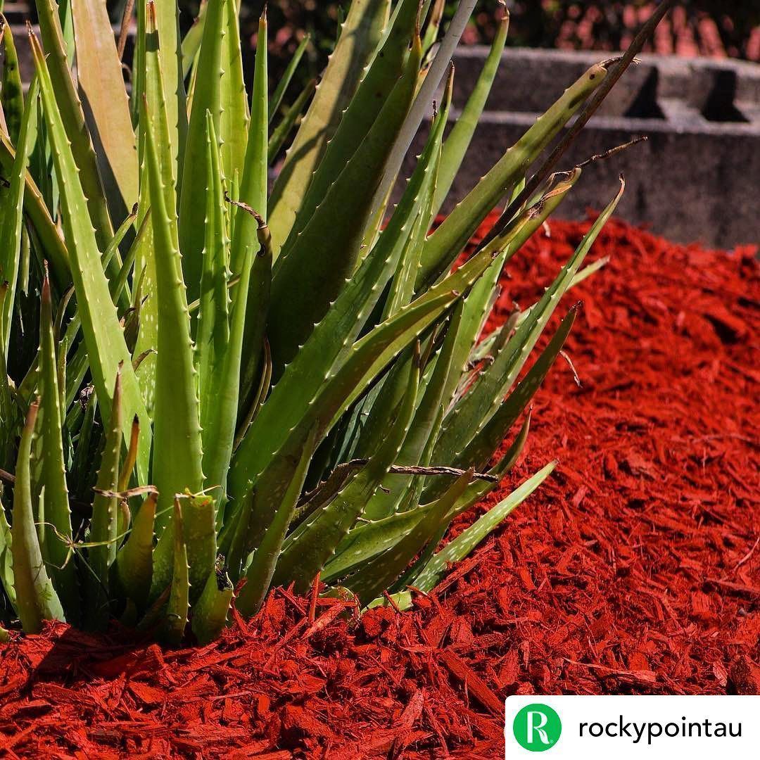 Aloe Vera Plant Surrounded by Bright Red Mulch — Gladstone Garden & Landscaping Supplies In Burua, QLD