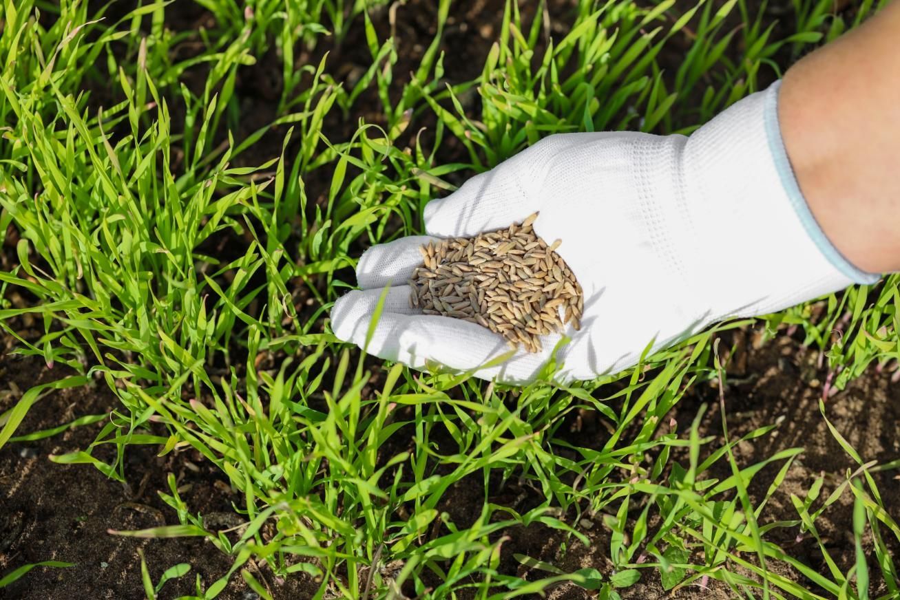 A gloved hand holds a handful of organic fertilizer.