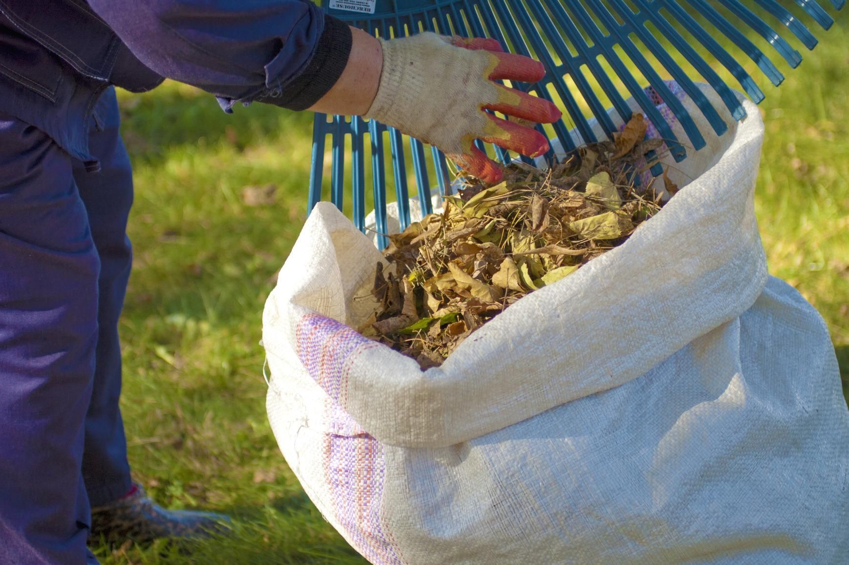 Putting dried leaves in a trash bag