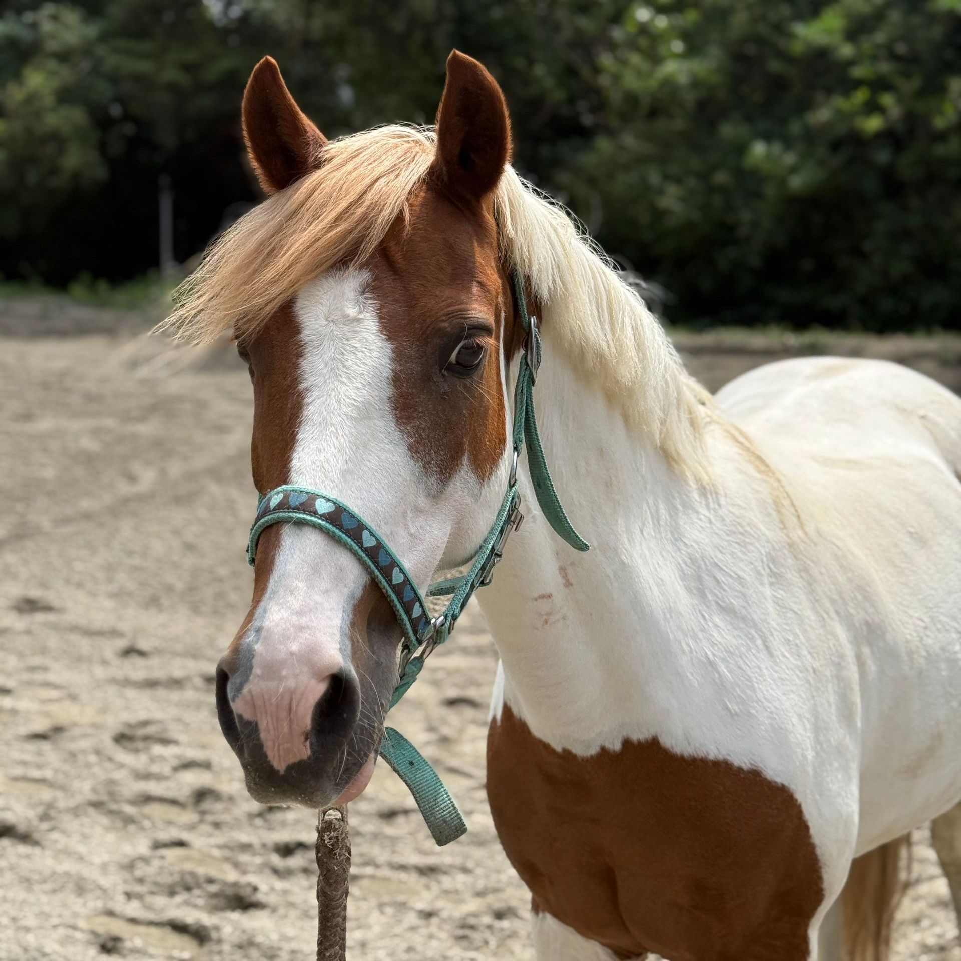 Ein Pferd namens Arielle