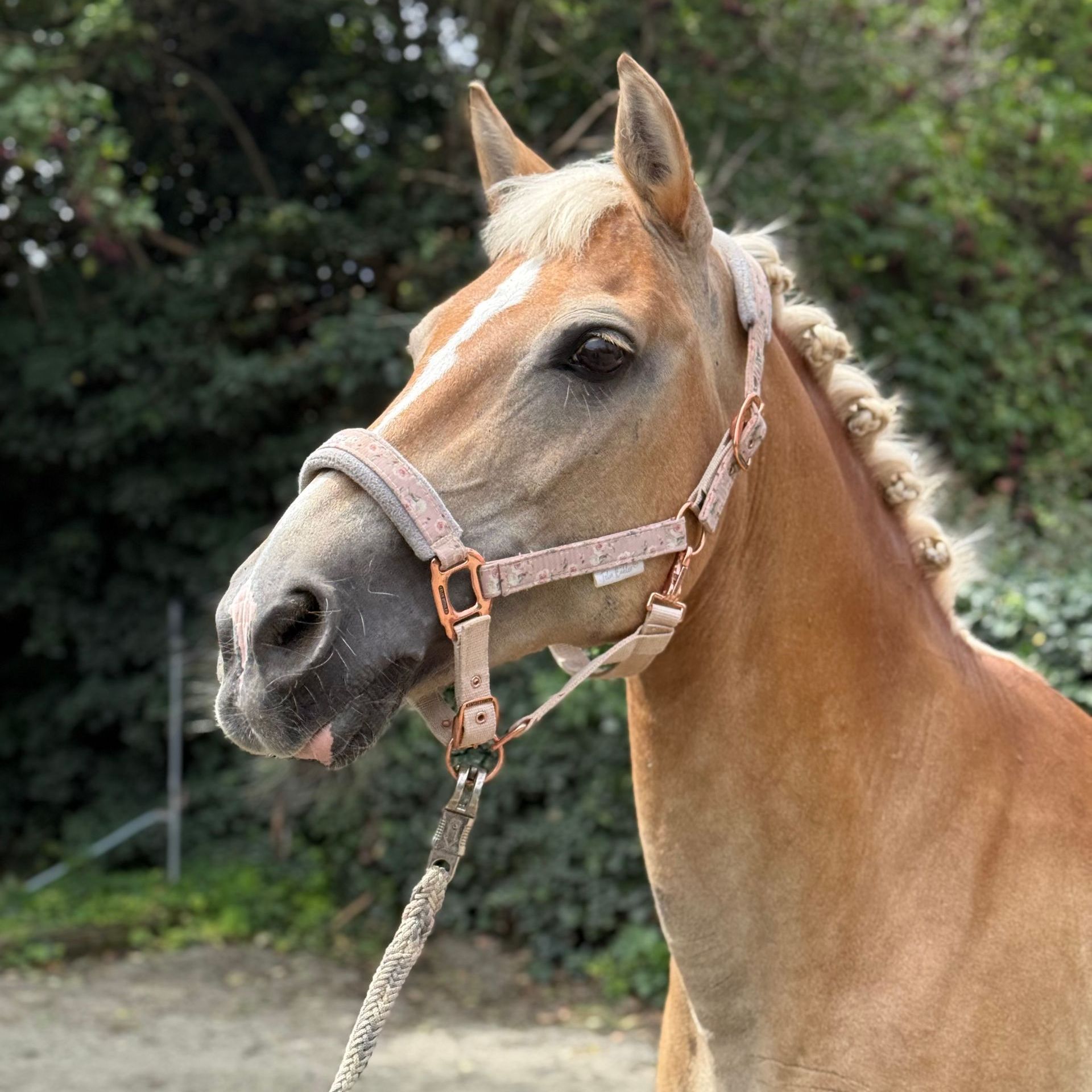 Ein Pferd namens Dolly