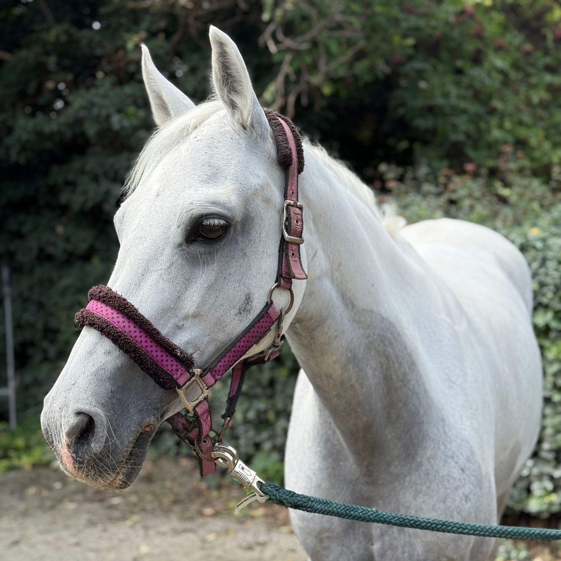 Ein Pferd namens Flocke