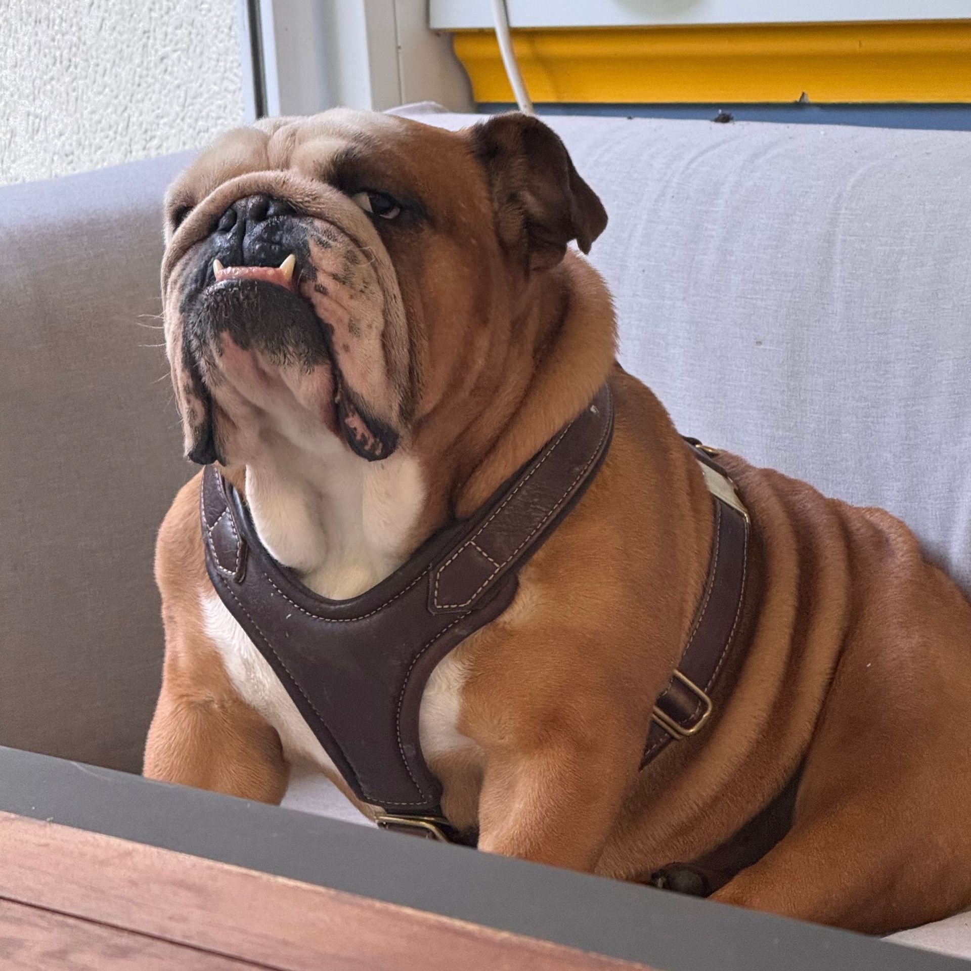 EIn Hund