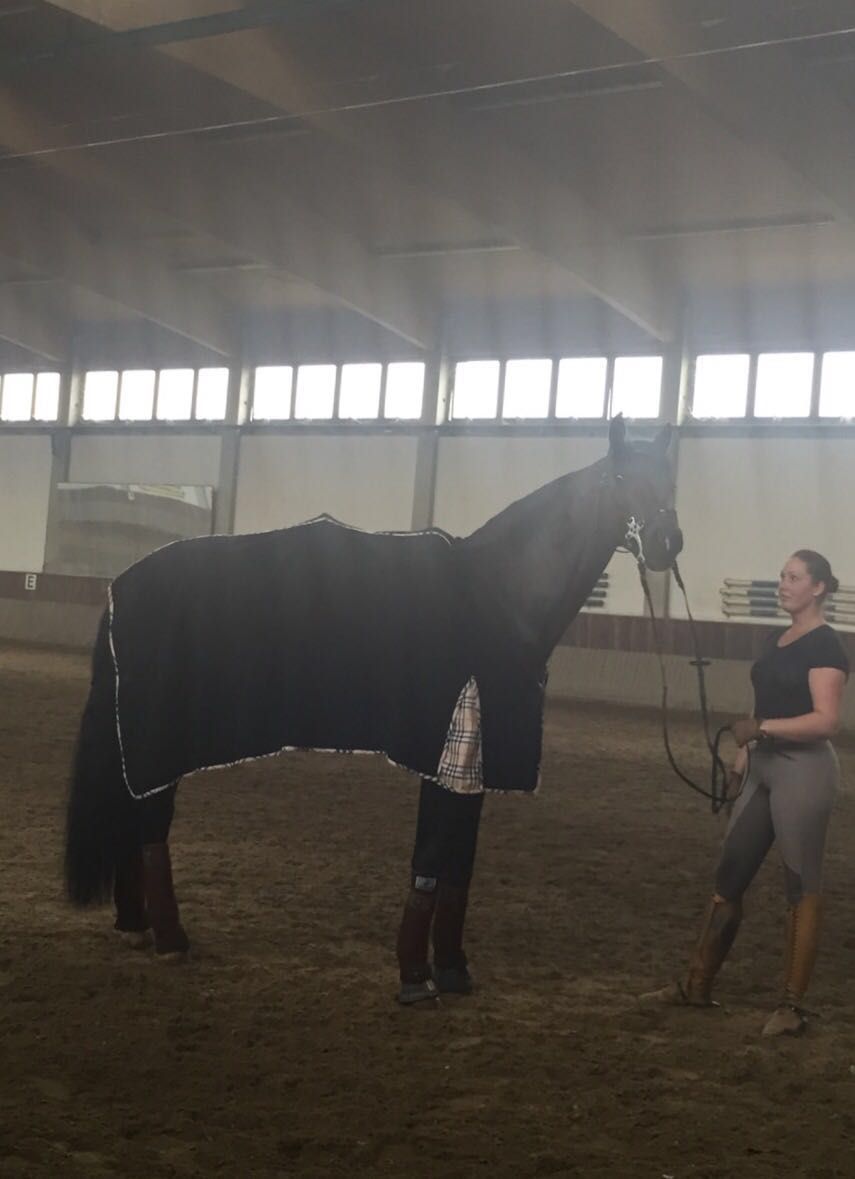 Pferd in einem Reitstall