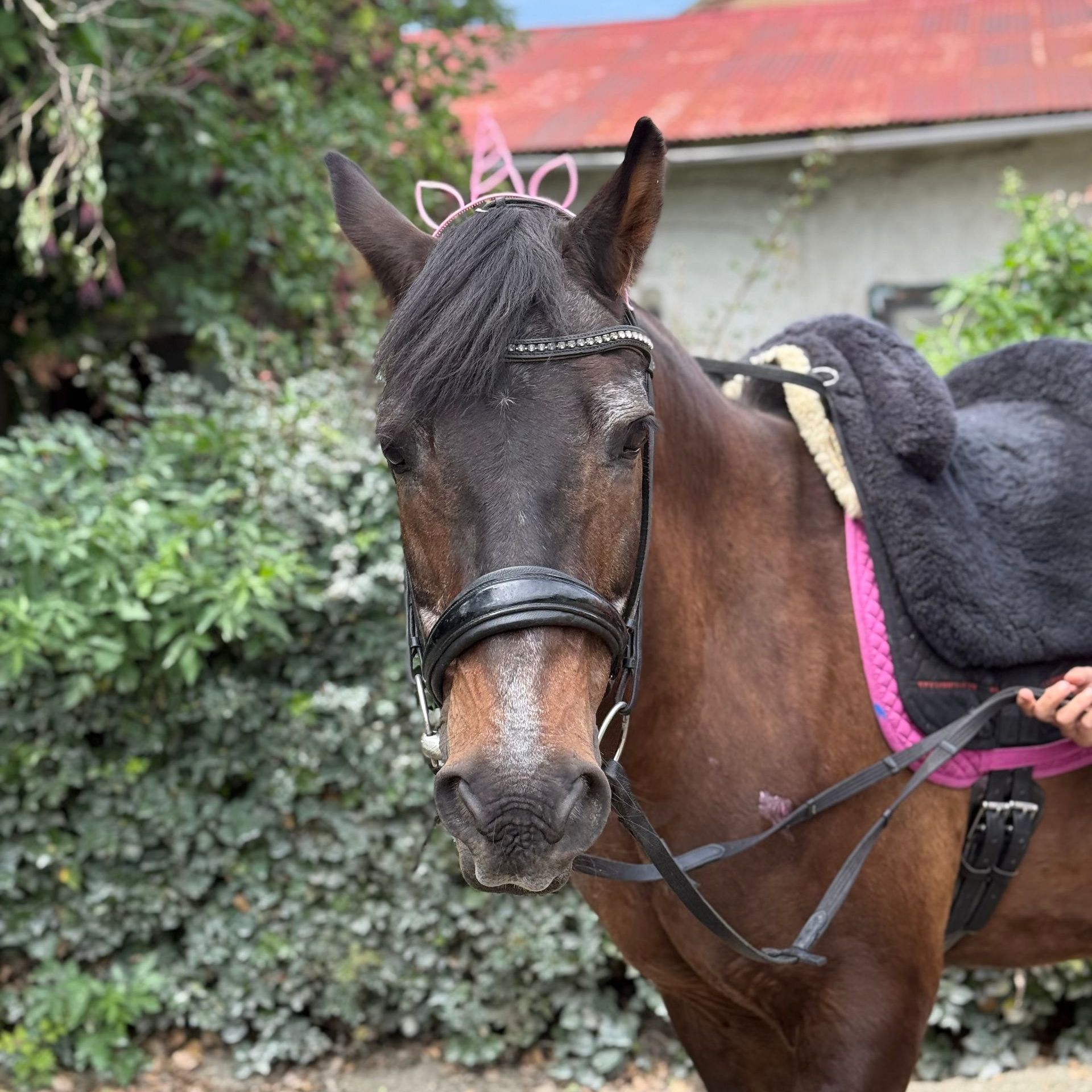 Ein Pferd namens Lola