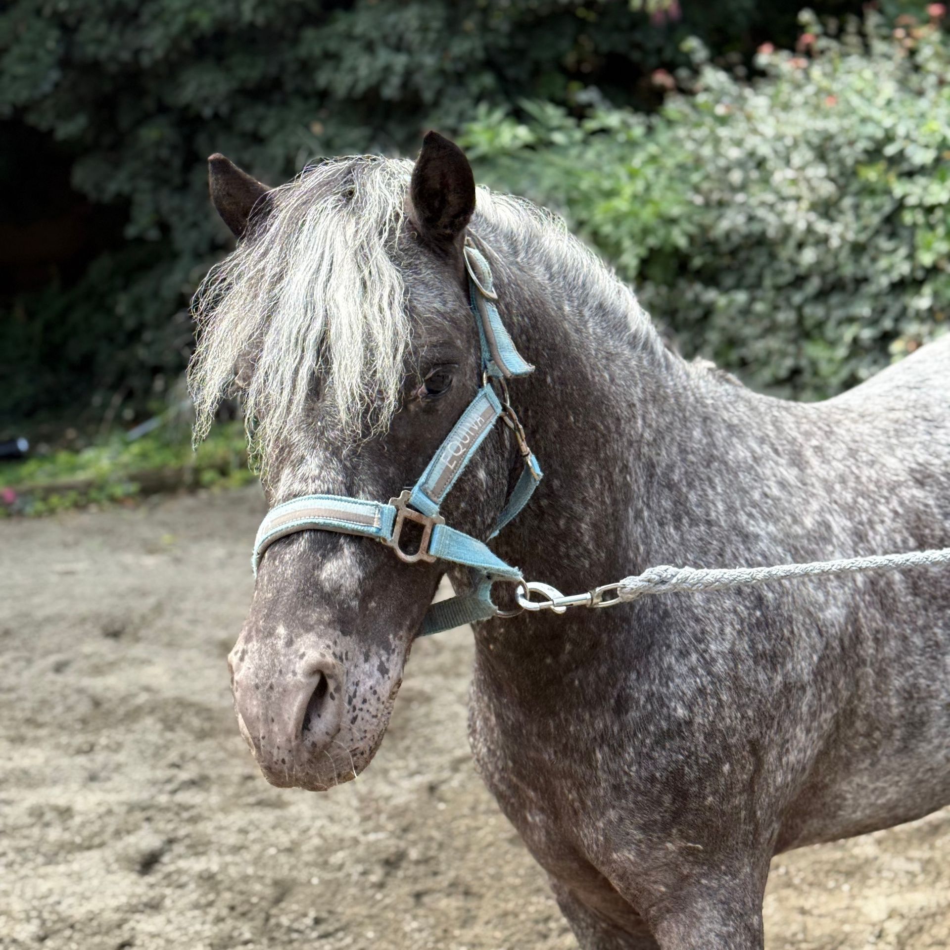Ein Pferd namens Cooper