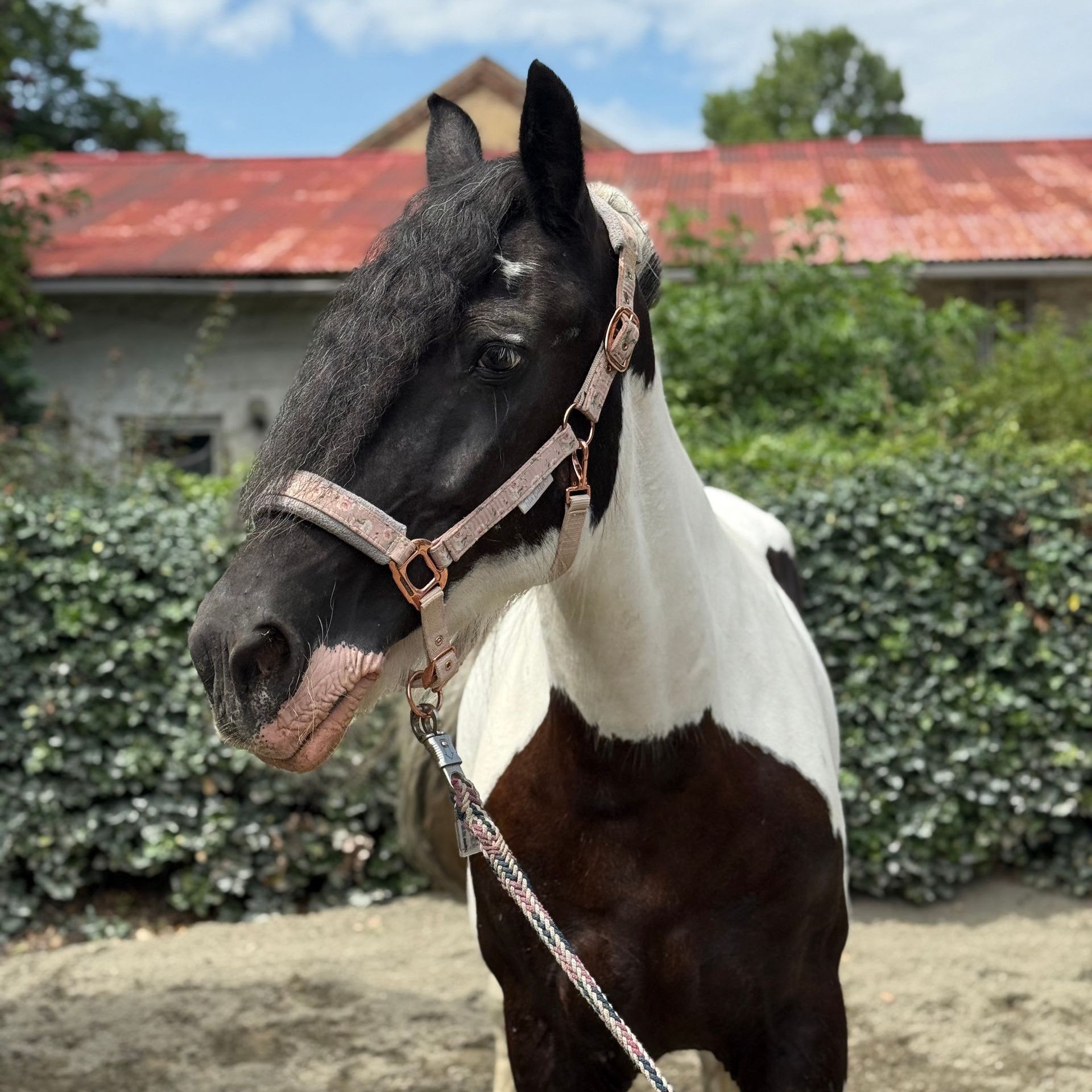 Ein Pferd namens  Naomi
