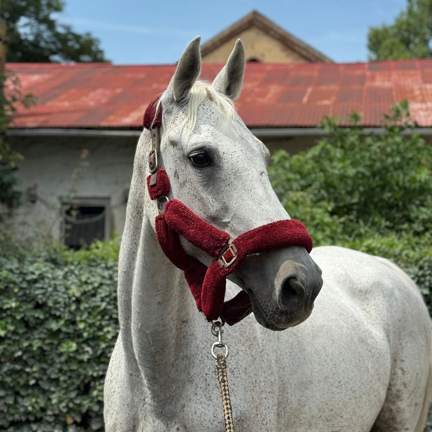 Ein Pferd namens Pia