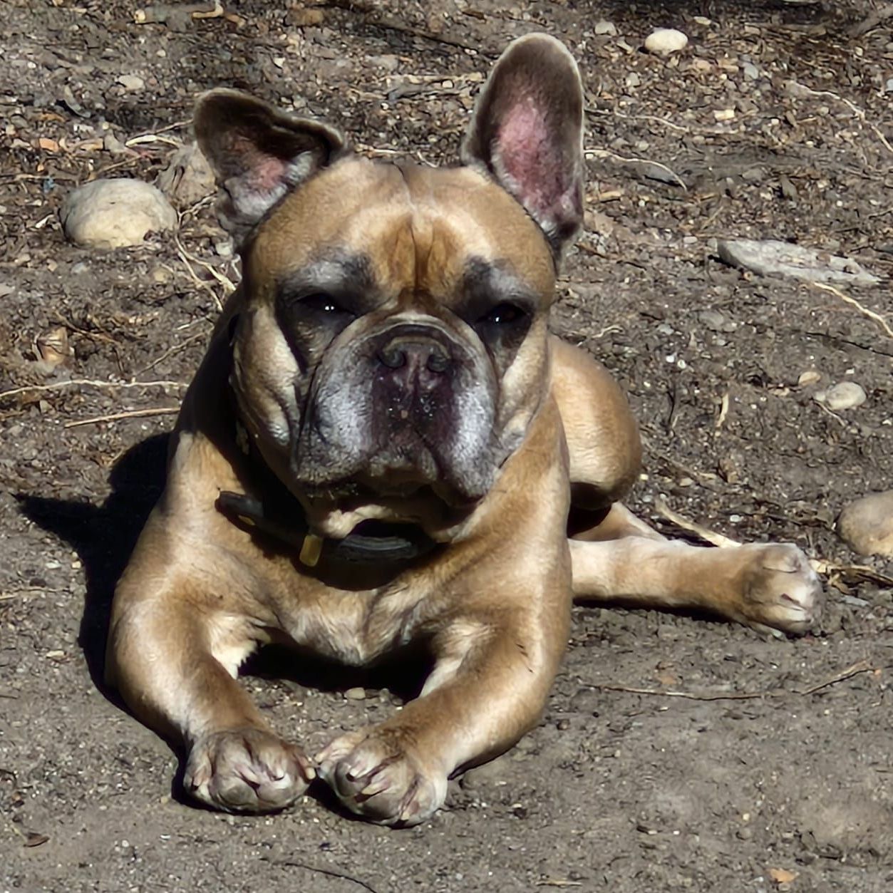 Ein Hund am Reiterhof