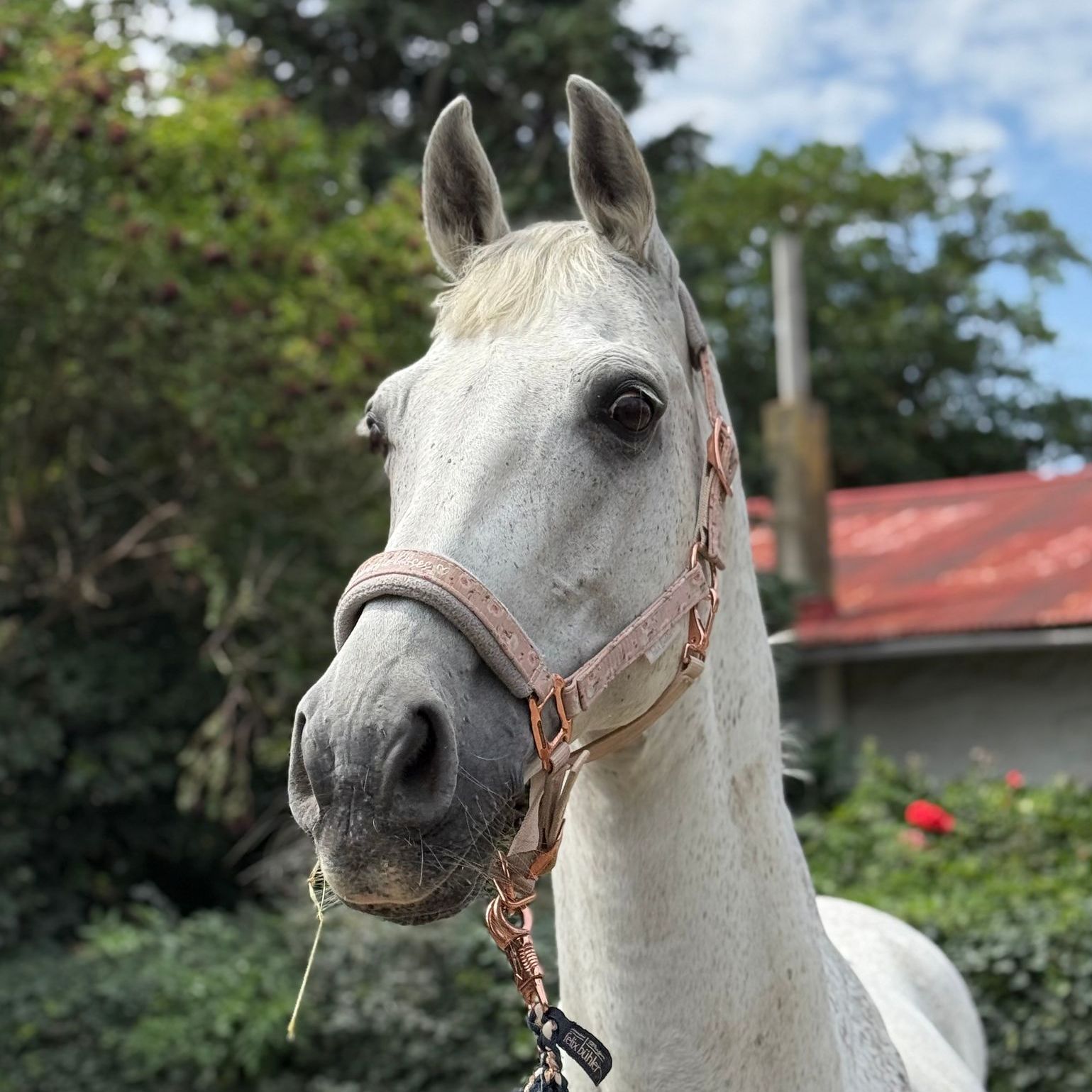 Ein Pferd namens Schnappi