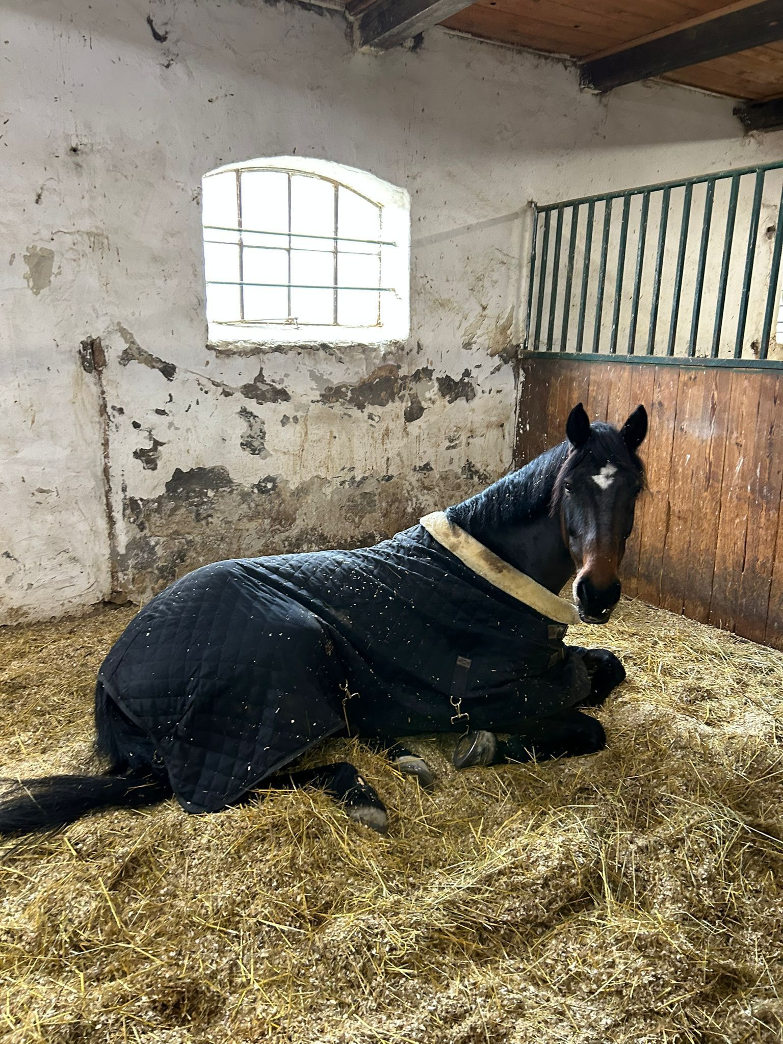 Ein Pferd namens Arielle