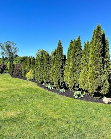 A row of trees in a lush green field with a blue sky in the background.