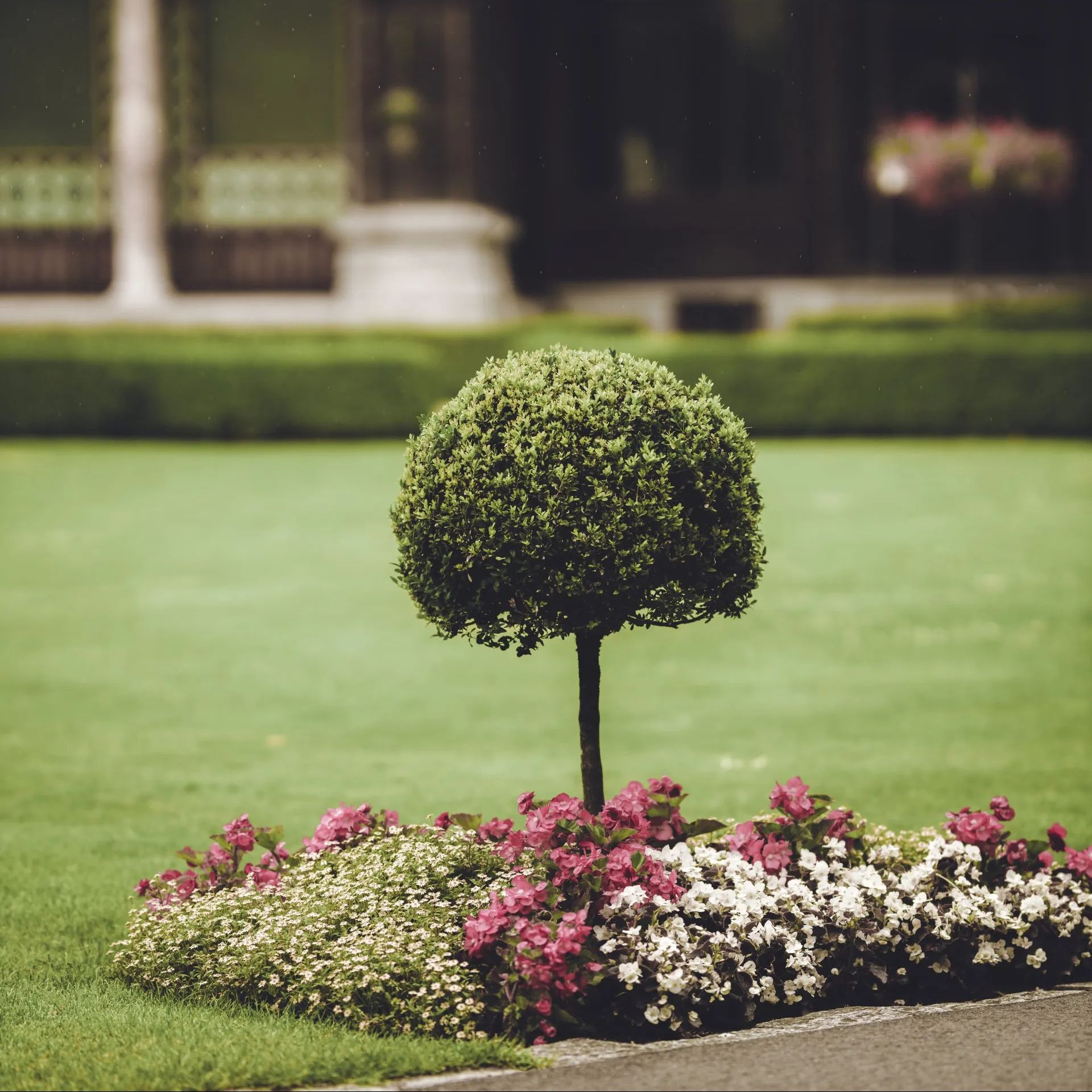 A small tree is surrounded by pink and white flowers