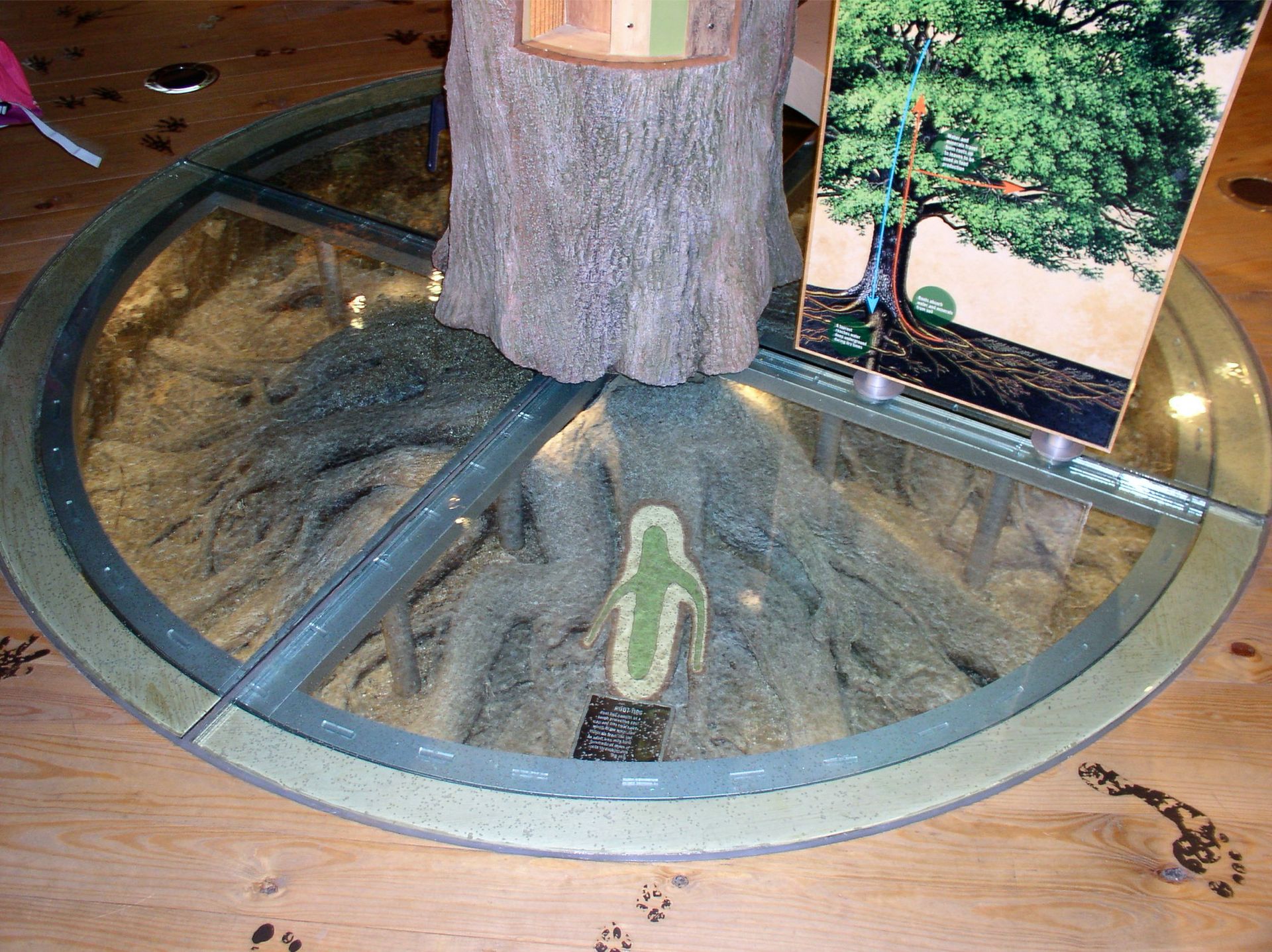A tree trunk surrounded by a circular glass floor revealing roots, with display sign beside it.