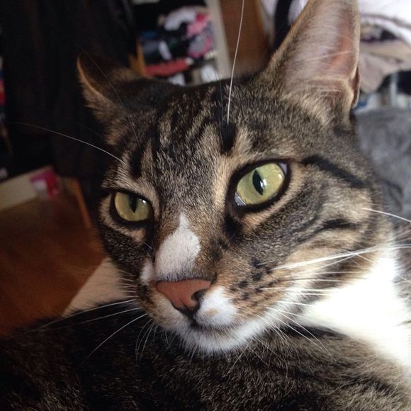 Pet Supplies & Pet Accessories in N1 Angel Pet Supplies