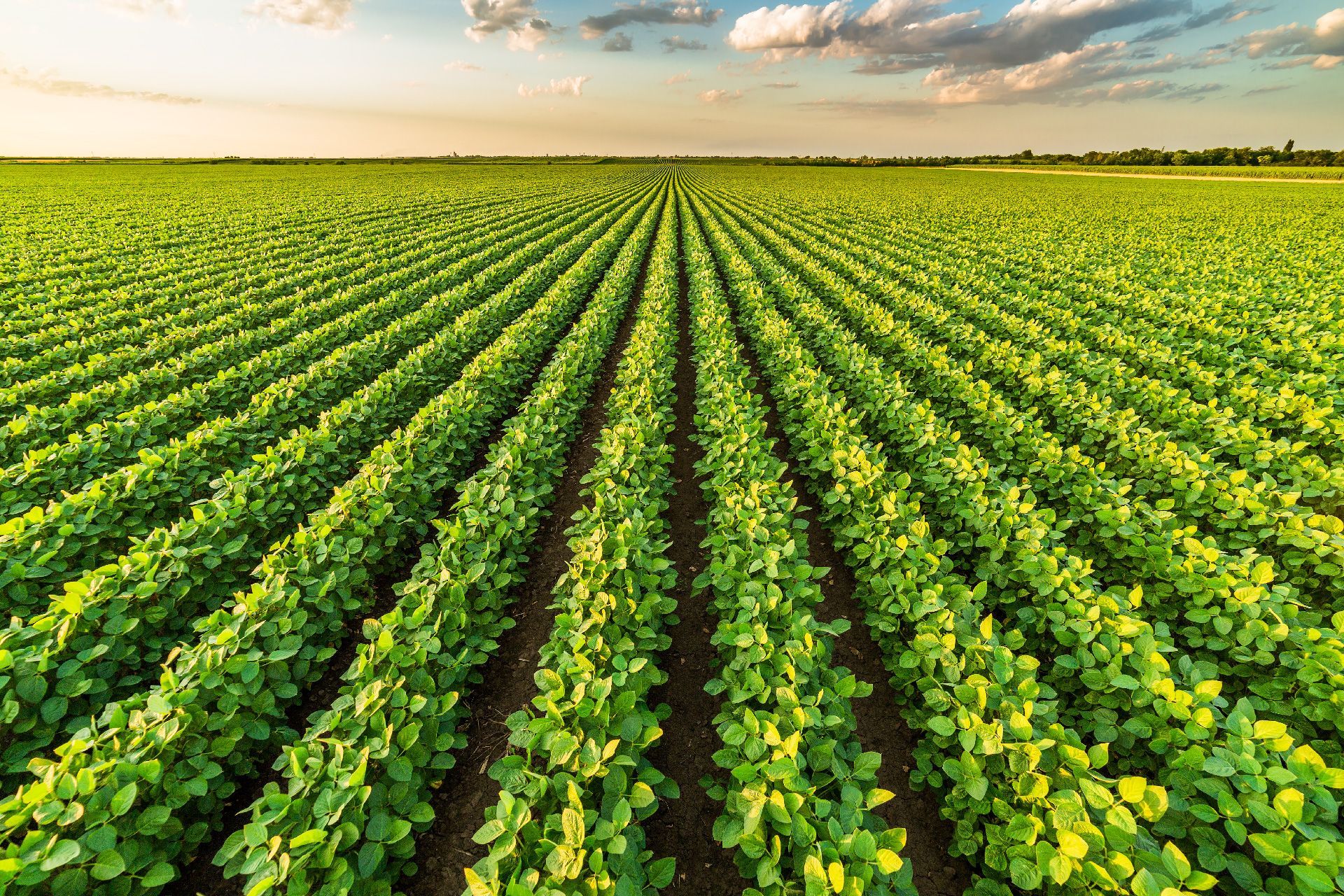 INNOVAGRO R&M