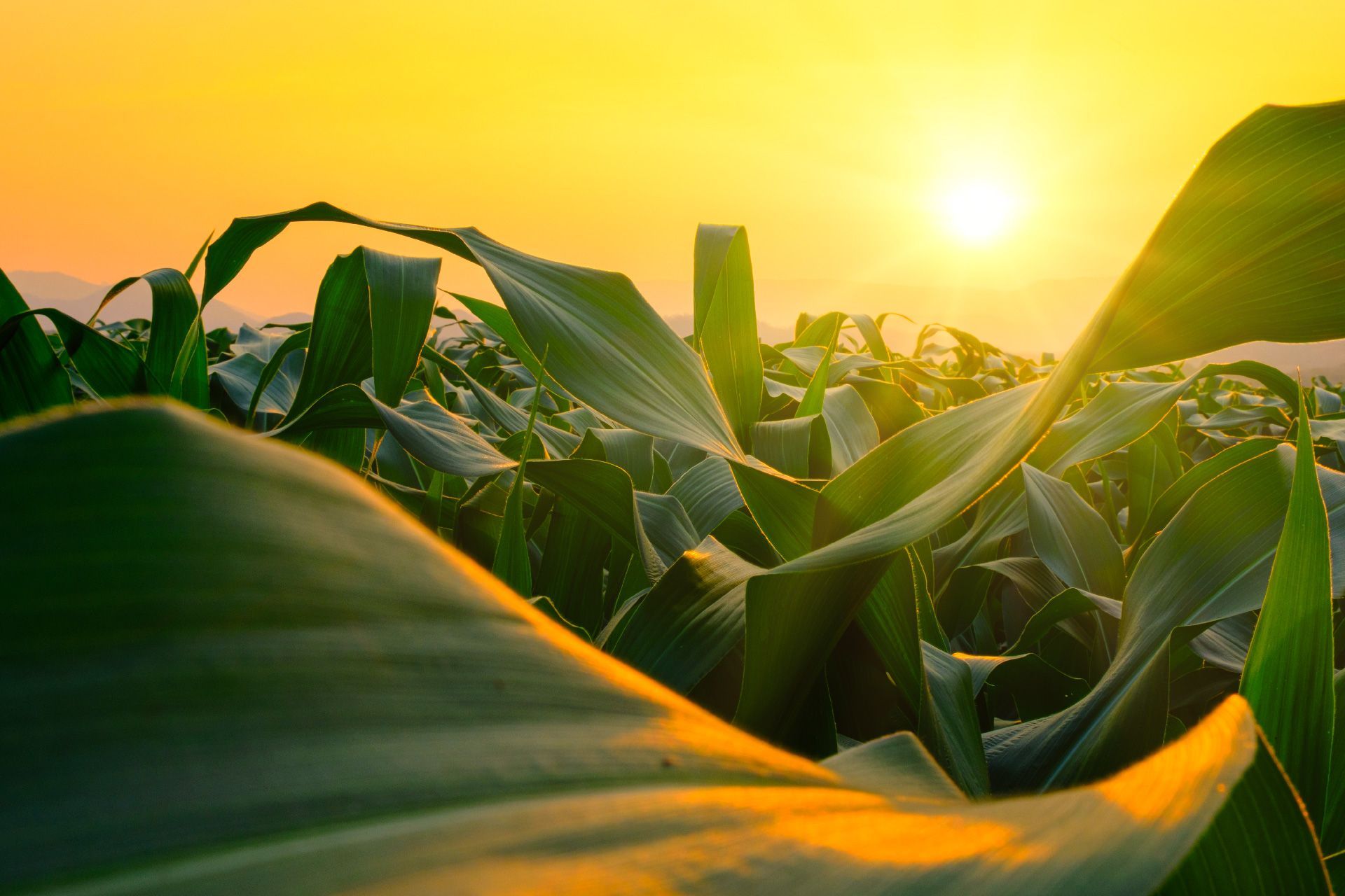 INNOVAGRO R&M