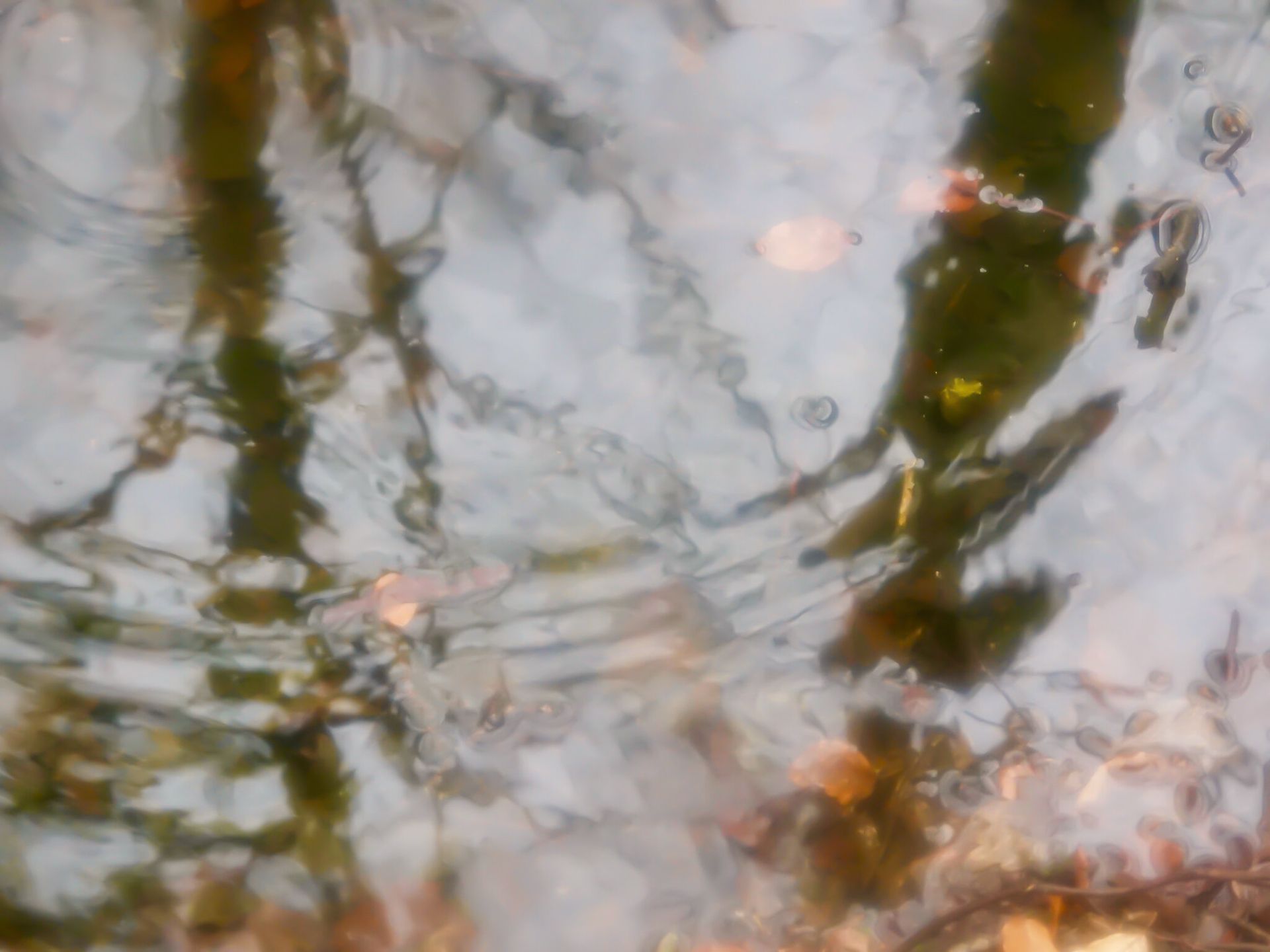 LS' 2020, REFLECTION #12, photo.