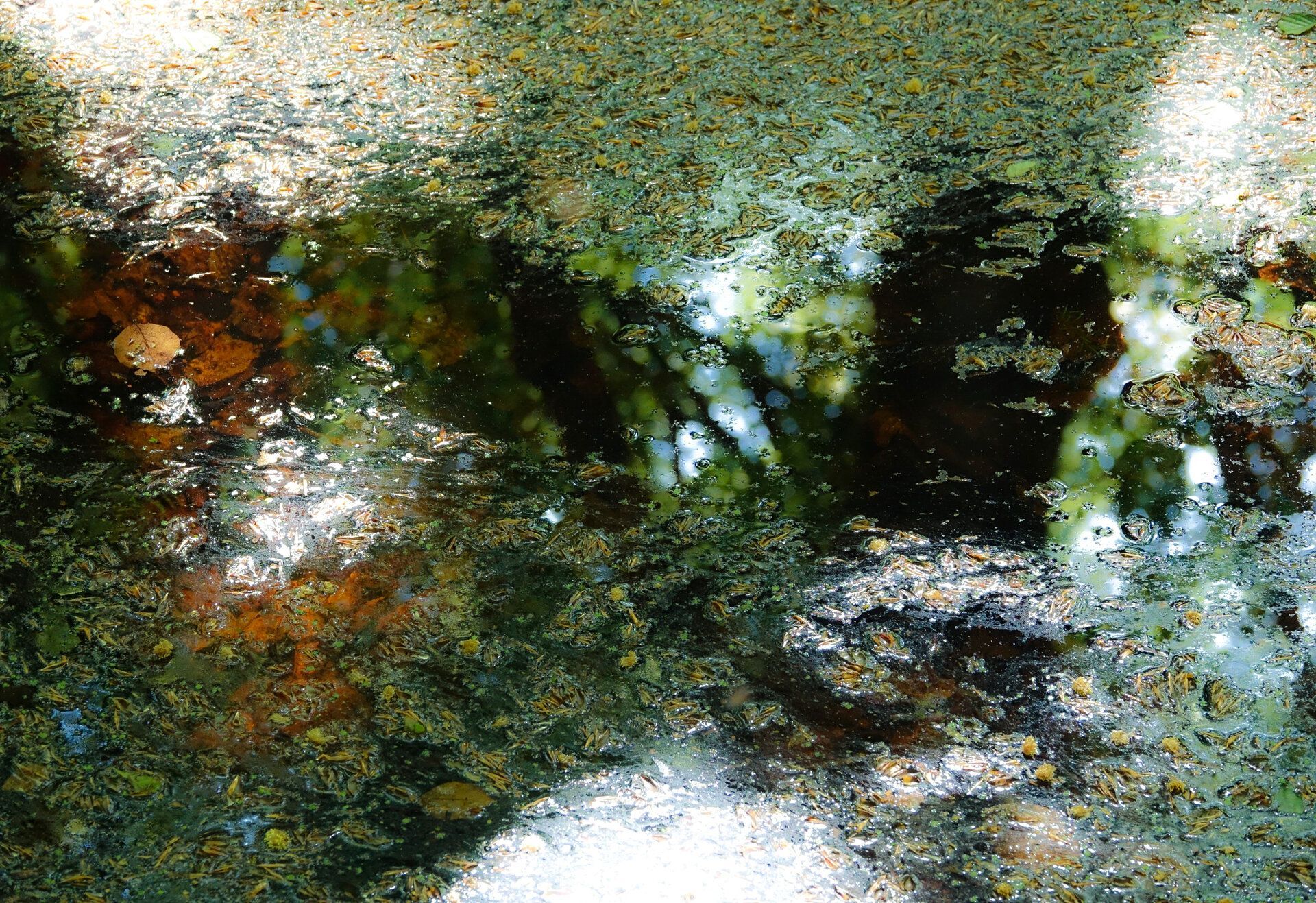 LS' 2020. REFLECTION #17, waterphoto.