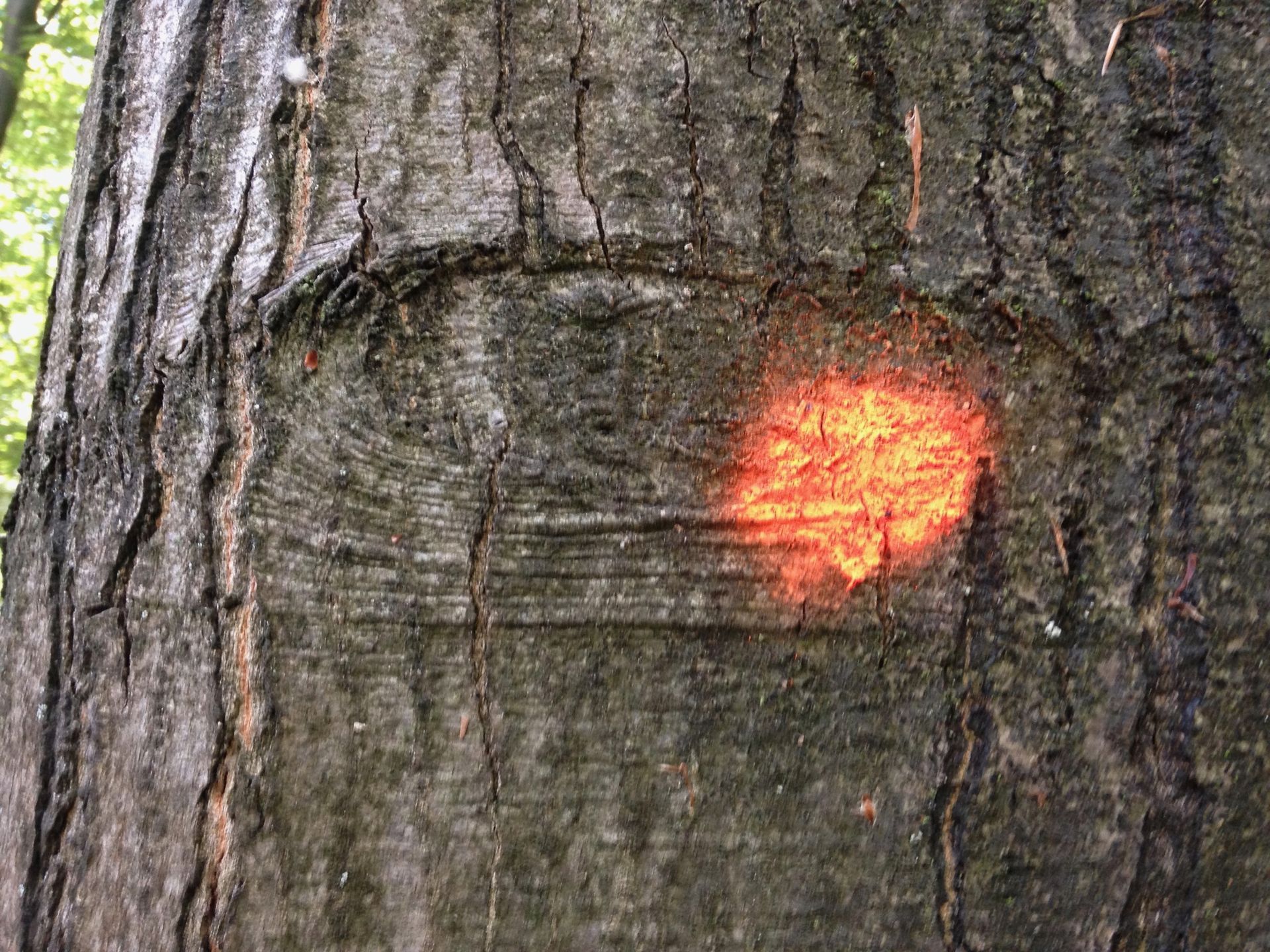 LS' 2017, See you, photo, tree eye, boom oog,