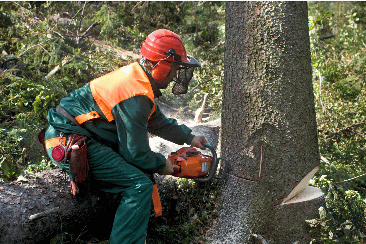 A man is cutting a tree with a chainsaw