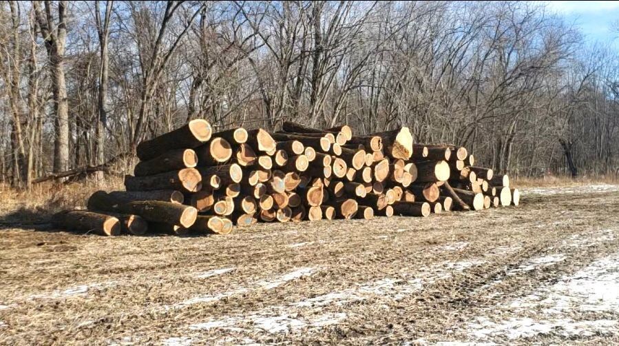 A pile of logs in a field with trees in the background
