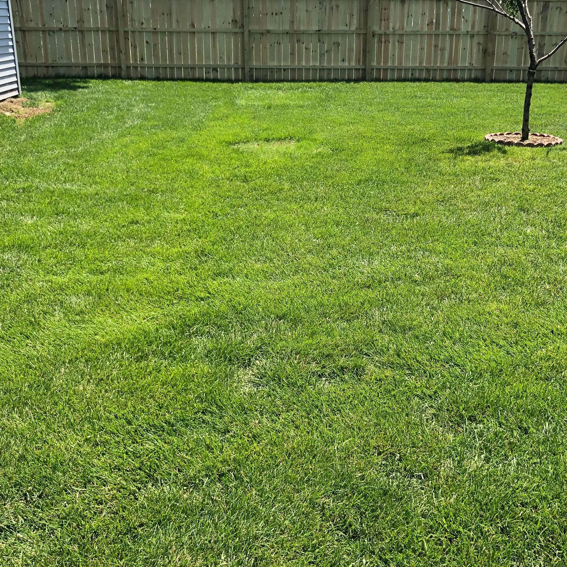 A lush green lawn with a wooden fence and a tree in the middle of it.