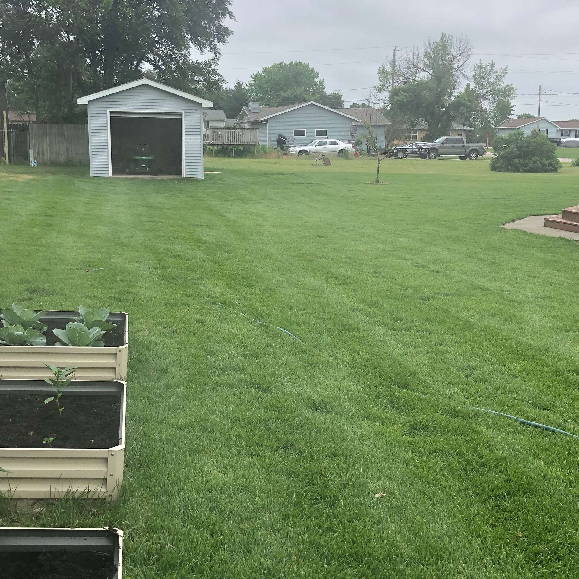 A lush green yard with a shed in the background