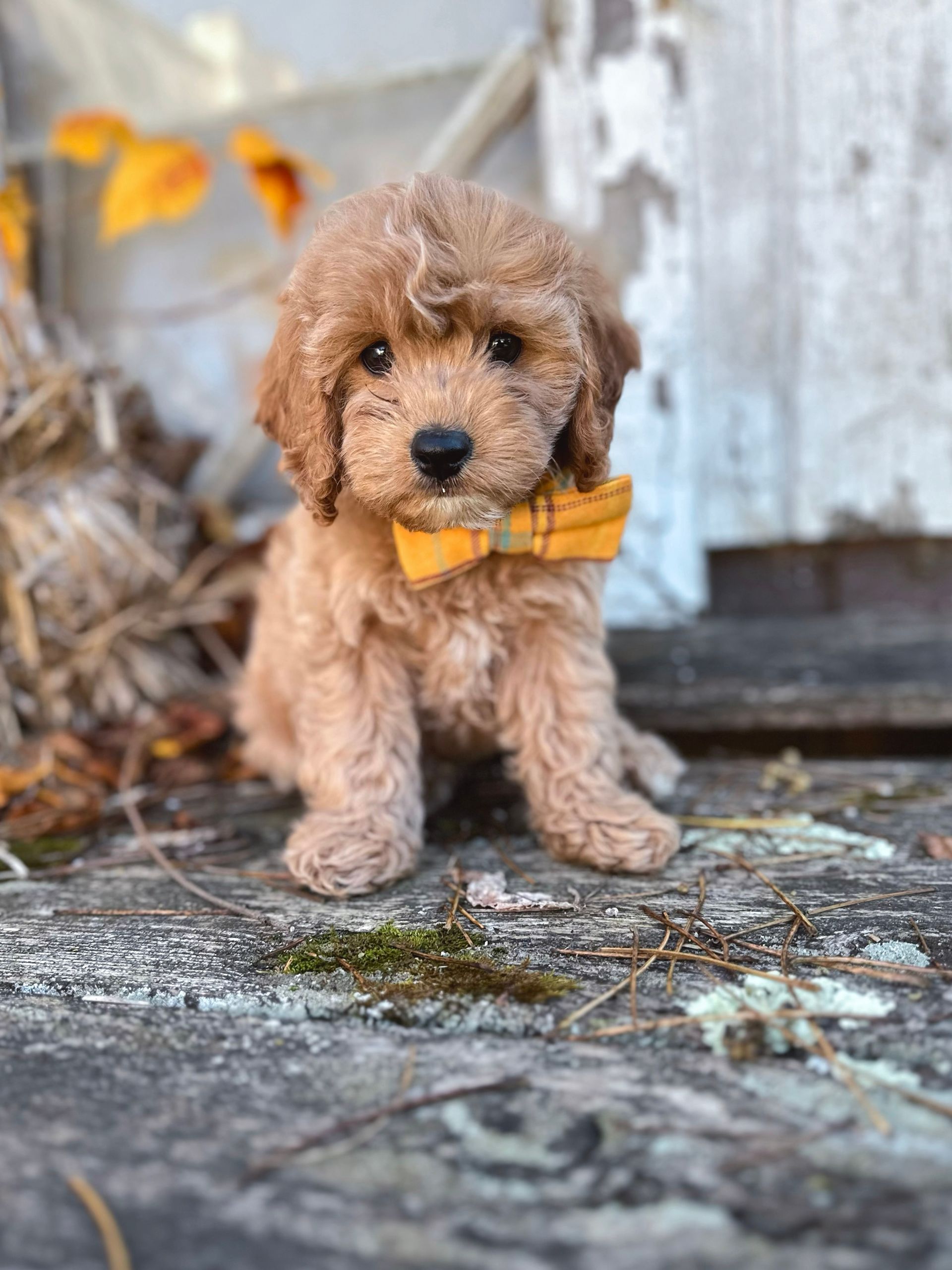 Available Cockapoo Puppies