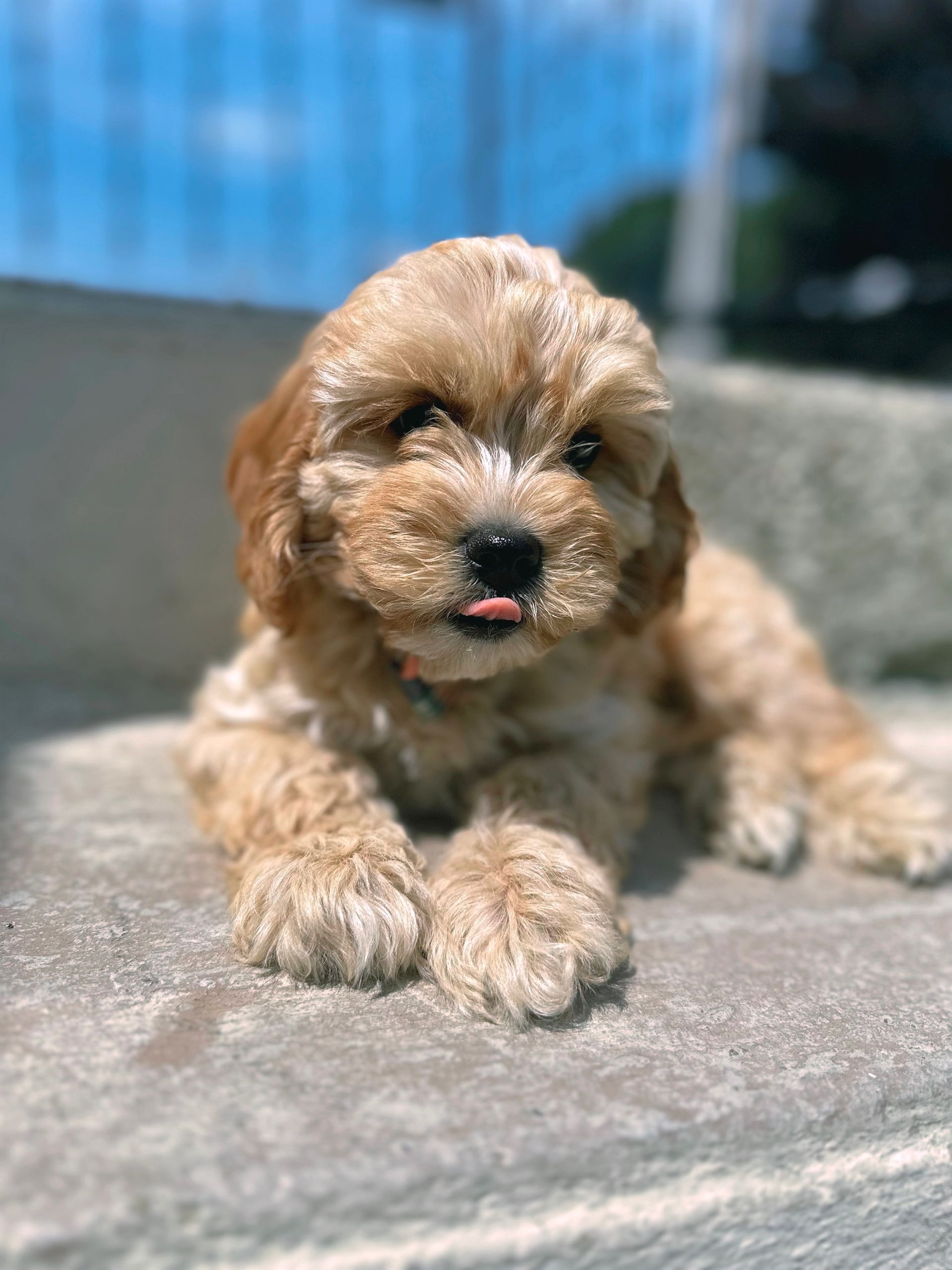 Available Cavapoo Puppies