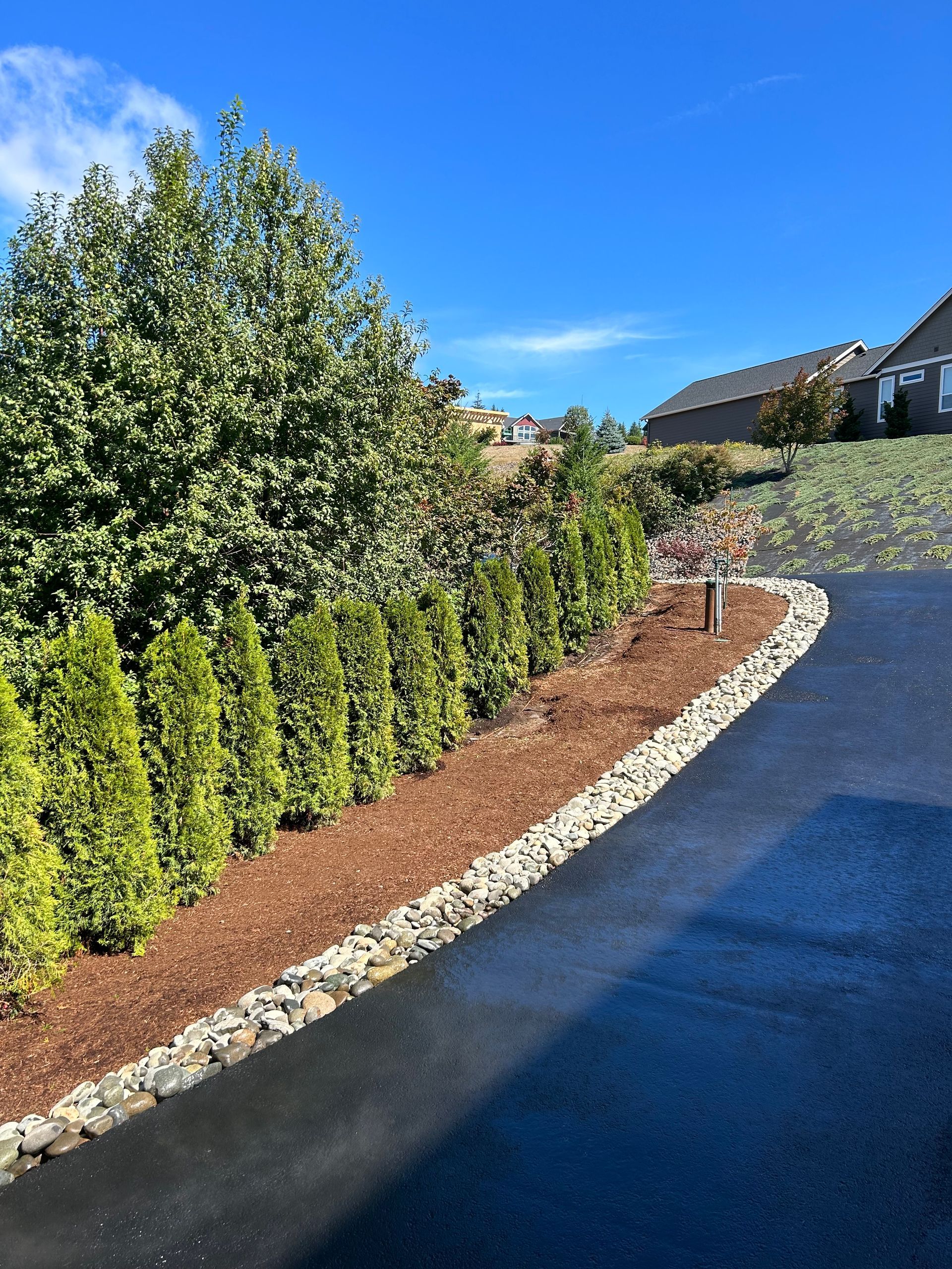 Green evergreen trees line a driveway with brown mulch and blue sky.