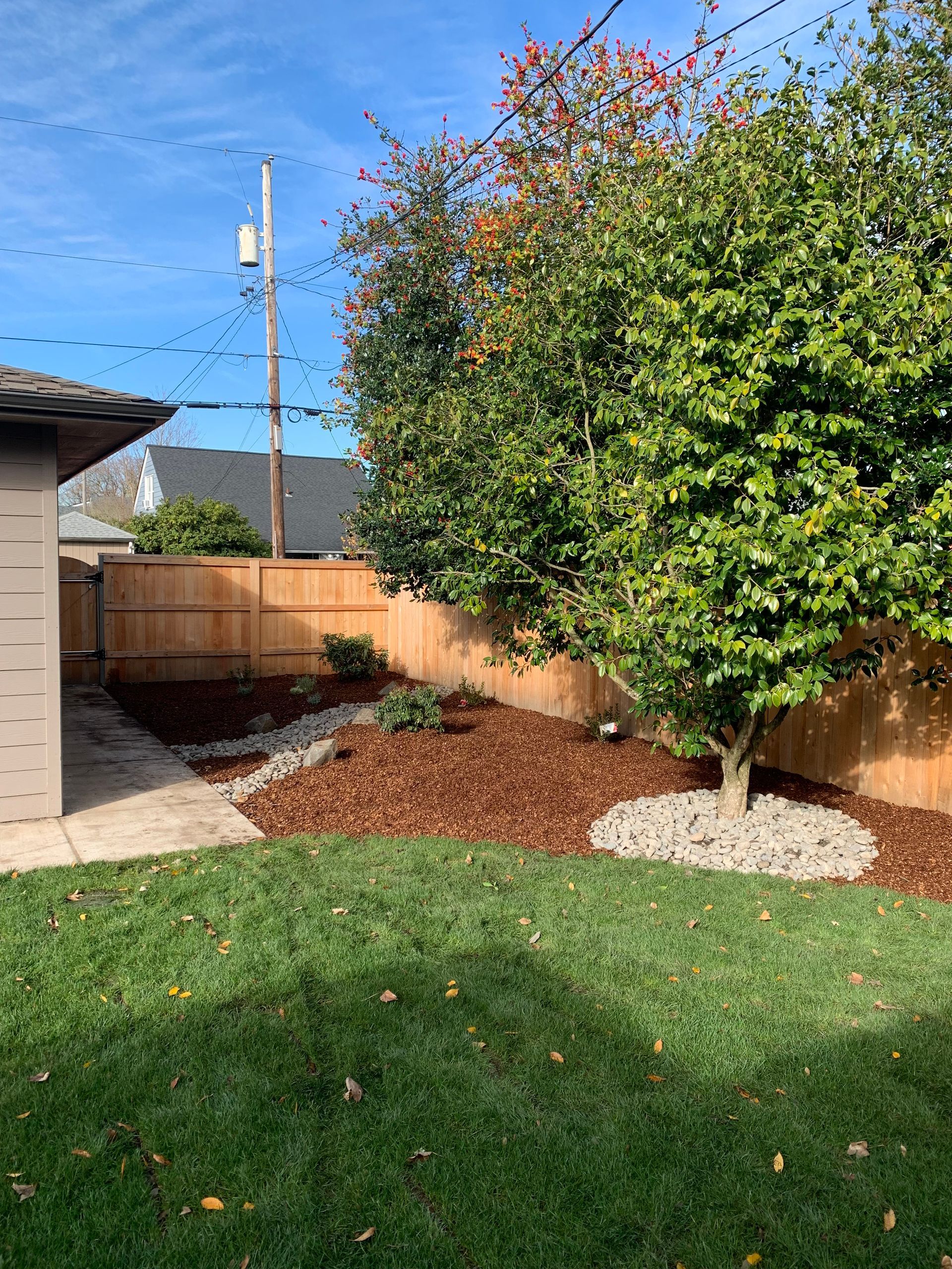 Backyard with a tree, new wood fence, mulch, and a green lawn on a sunny day.