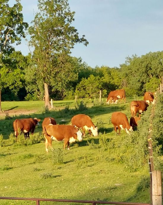 Cows grazing in a sunny green pasture with trees in the background