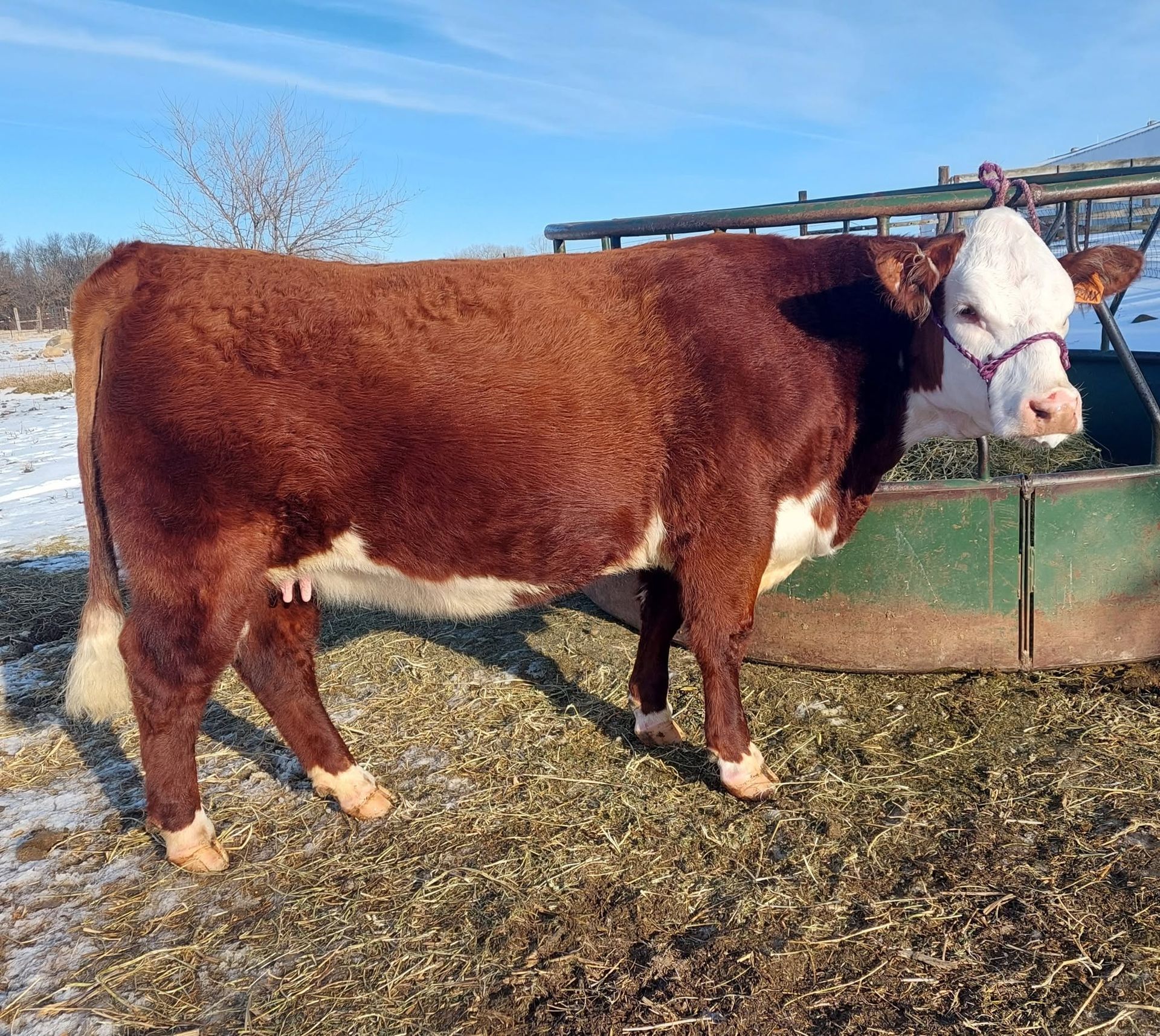 Brown and white cow standing in a grassy pen near a fence and water
