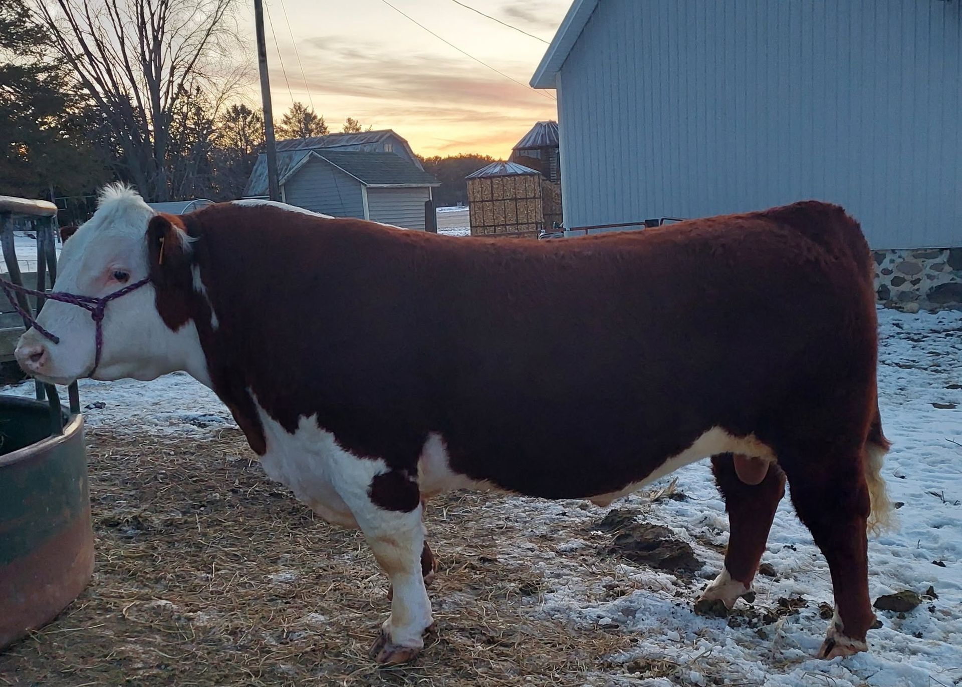 Brown-and-white cow standing in a snowy farmyard beside a barn at sunset