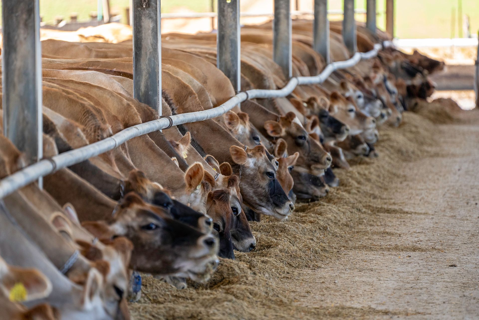Cows eating from a long row of feed in a barn aisle