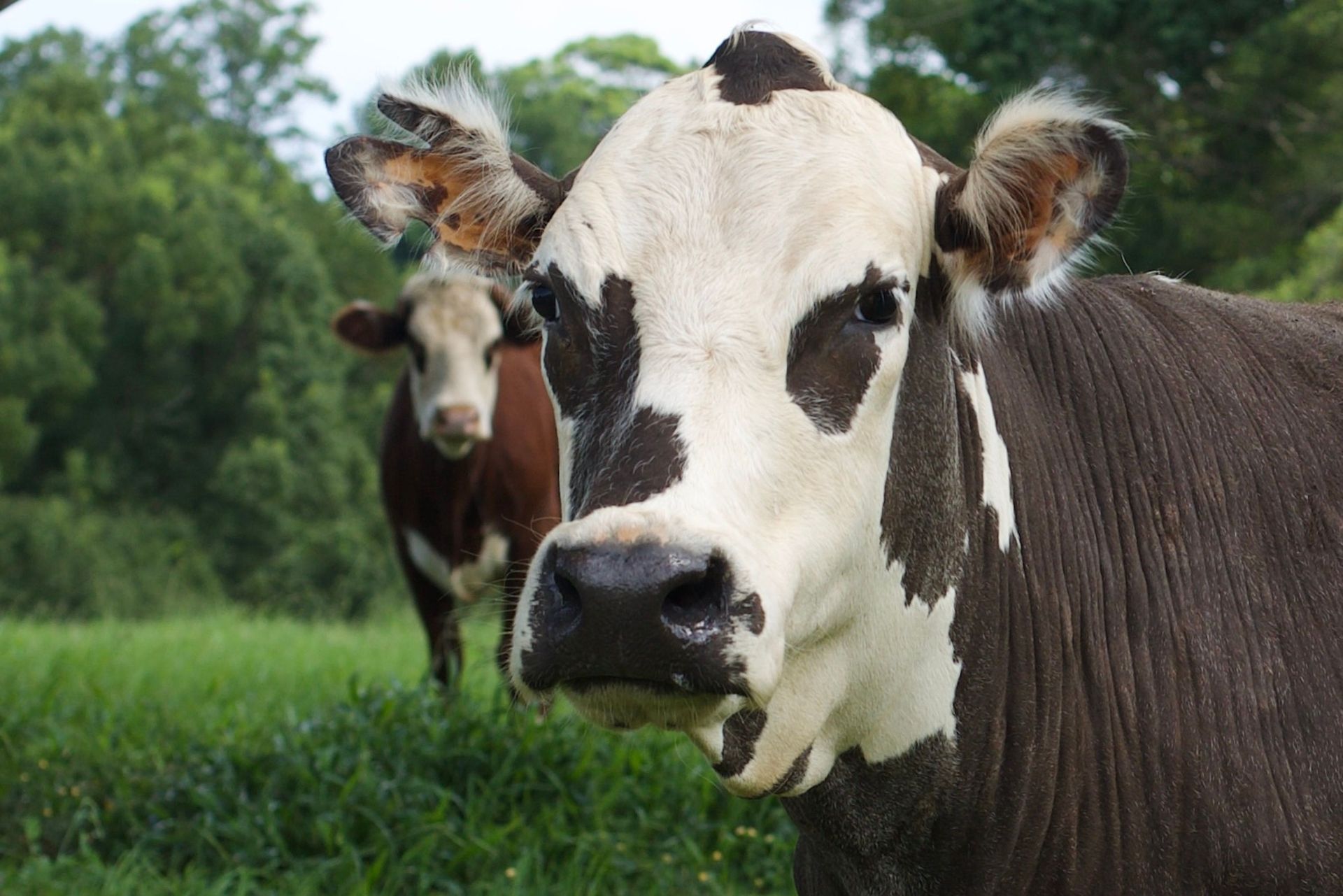 Brown and white cow with calf in a green field, close-up with another cow behind