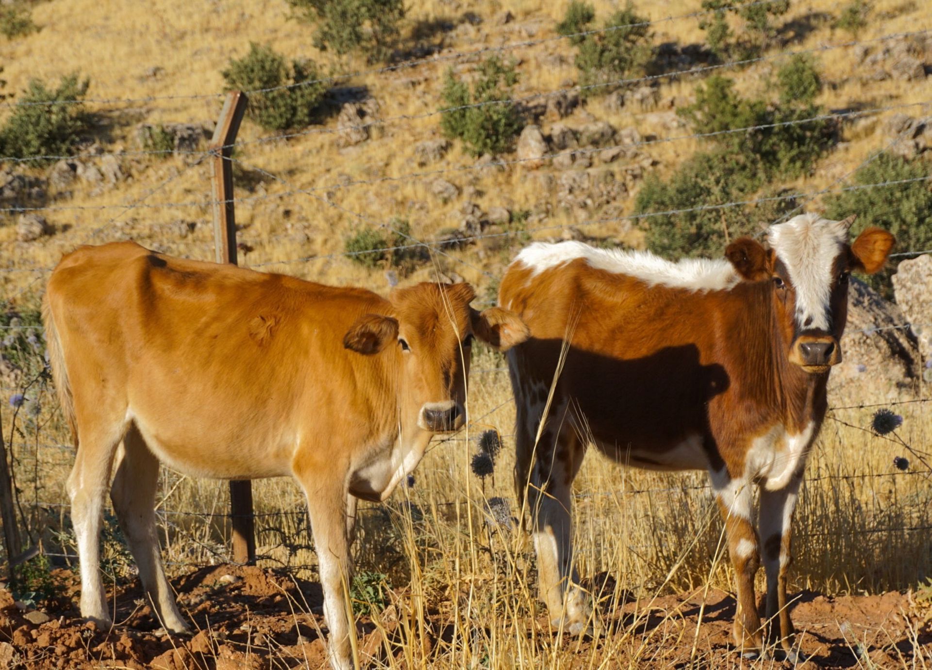 Three cows standing in a dry grassy field