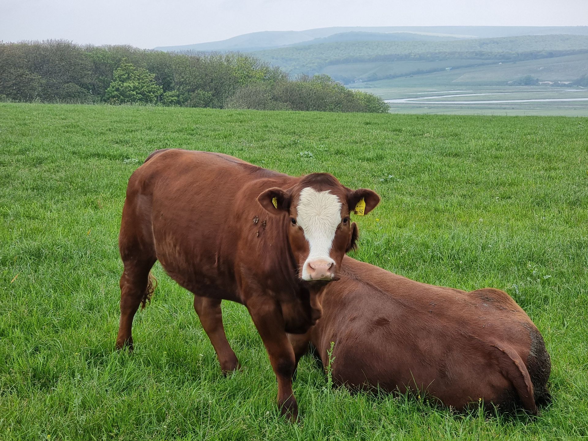 Two brown cows in a green pasture, one standing and one lying down, with hills in the background