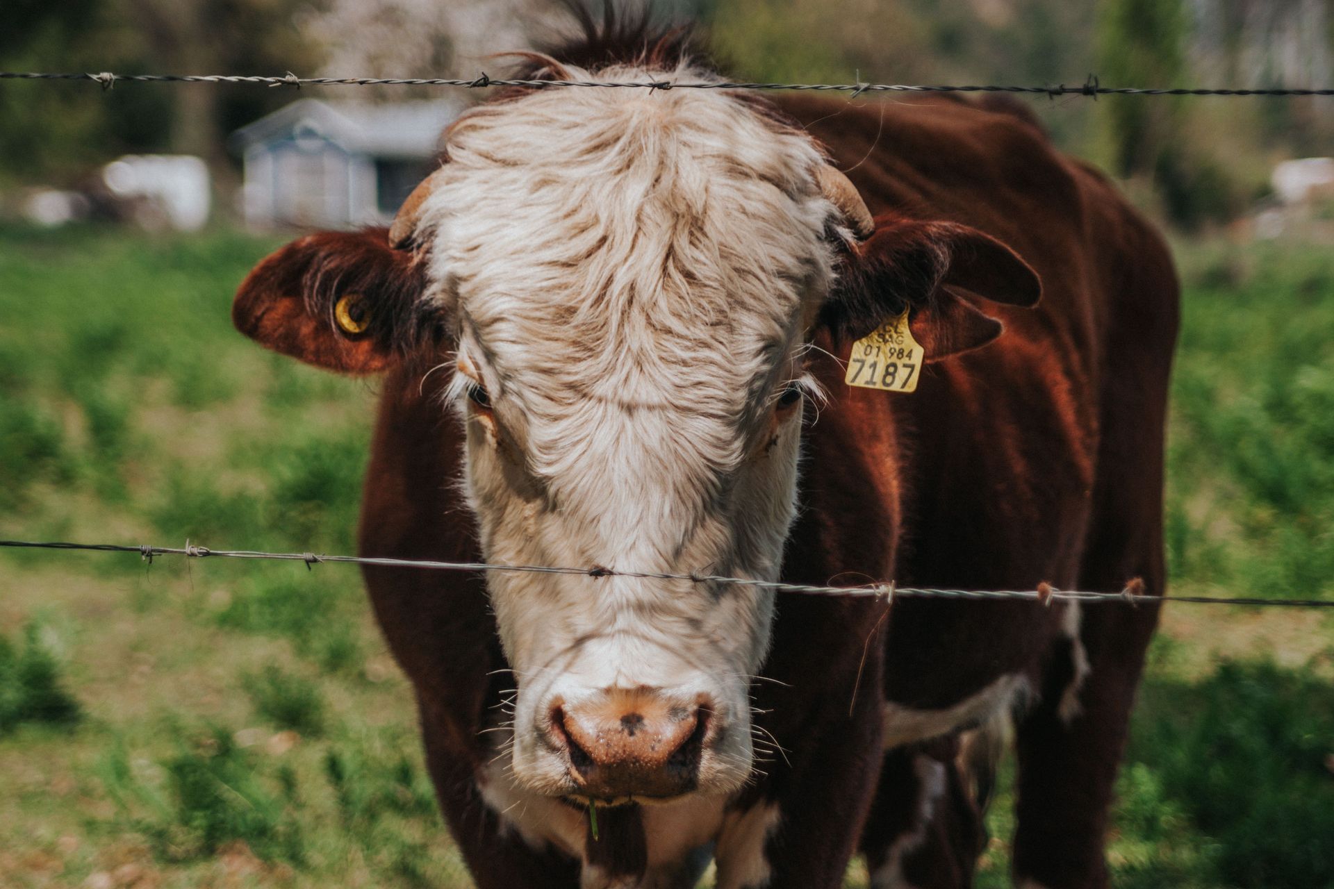Brown cow with a cream face standing behind a fence in a grassy field