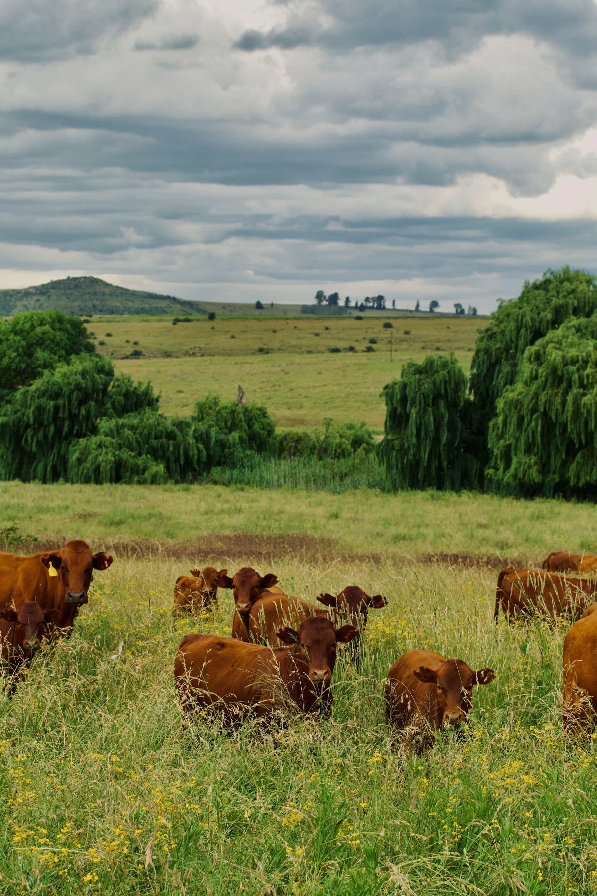 Brown cows grazing in a green field under a cloudy sky