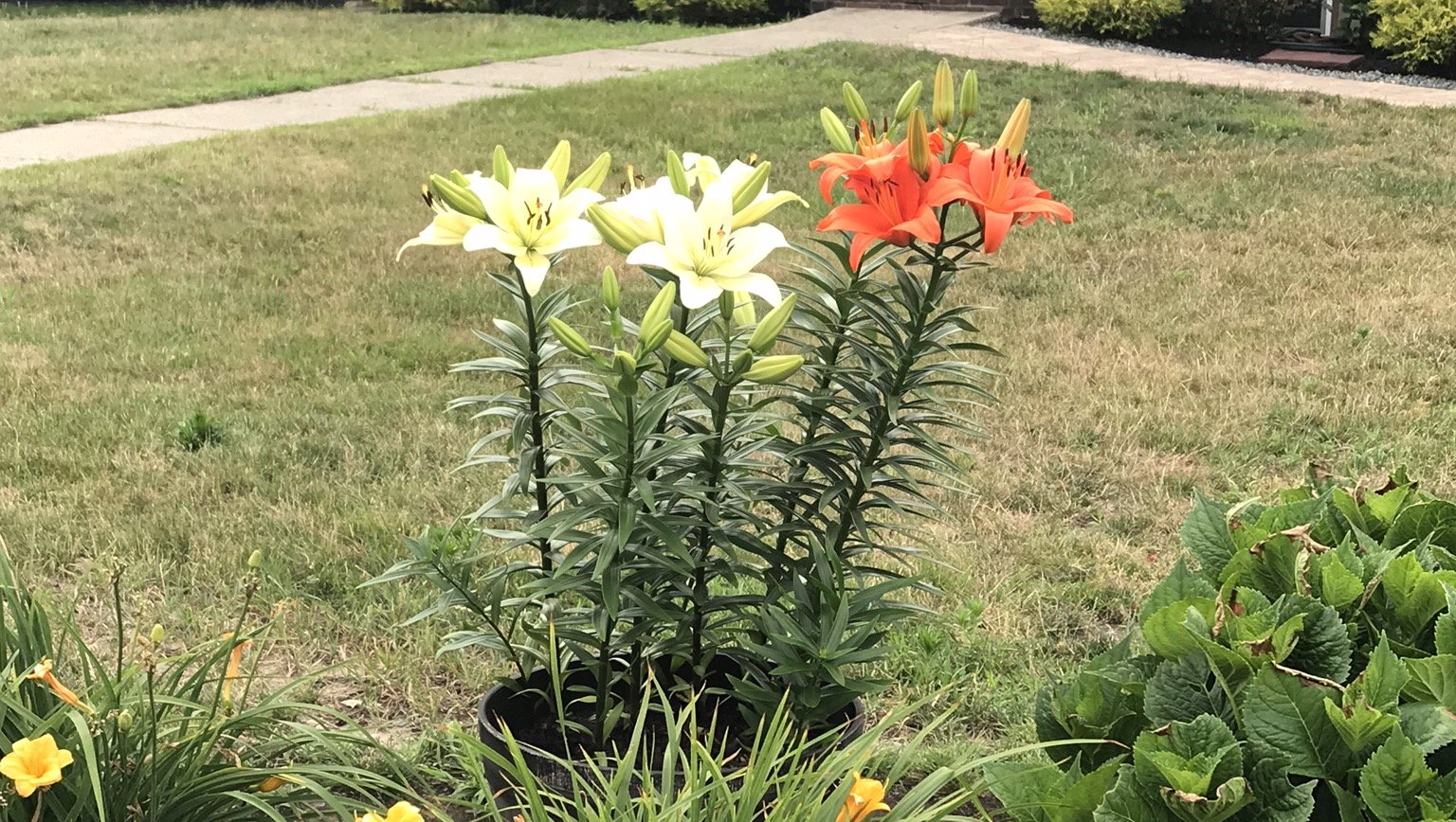 annuals and perennials care and planting