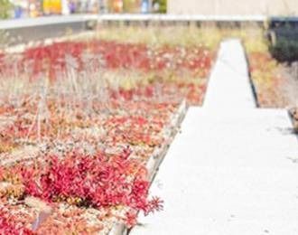 Green roof with red and green plants next to a concrete walkway, blurred background.