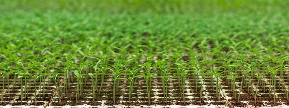 A Close Up of a Field of Green Grass Growing Out of the Ground  — MacCallum & Company In Scone, NSW